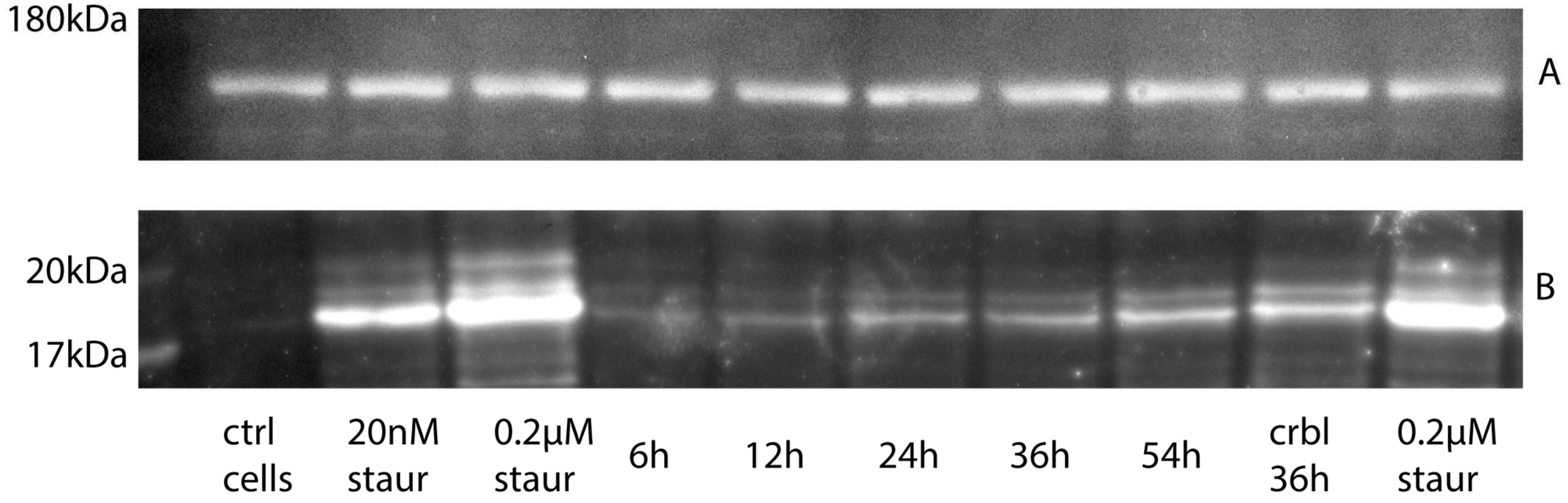 Ijms 25 04683 g003 Ijms 25 04683 g003