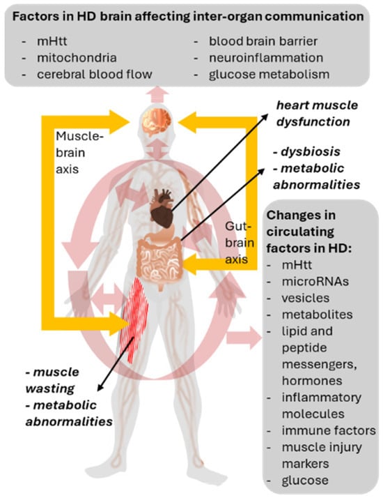 IJMS Free Full Text Brain ndash Periphery Interactions in  