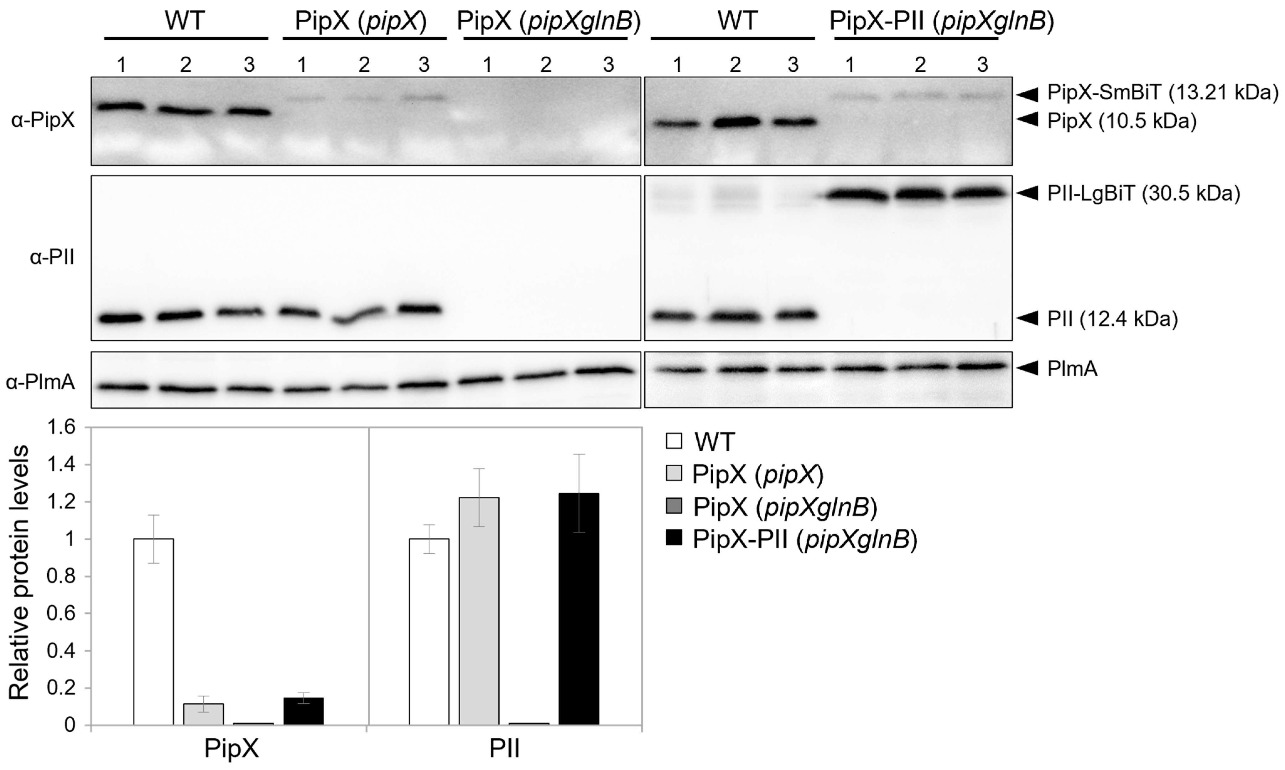Ijms 25 04702 g002 Ijms 25 04702 g002
