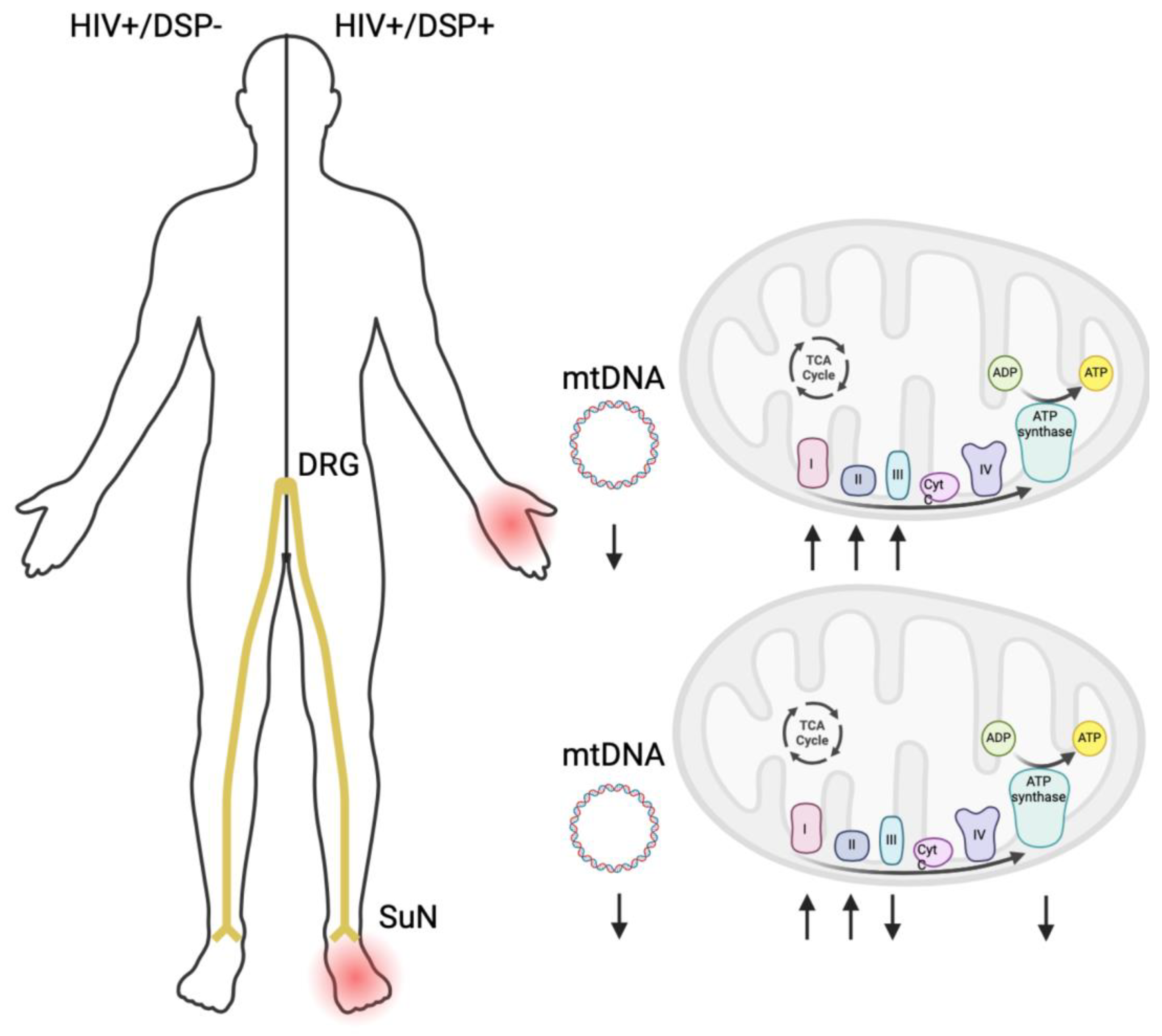 Ijms 25 04732 g003 Ijms 25 04732 g003