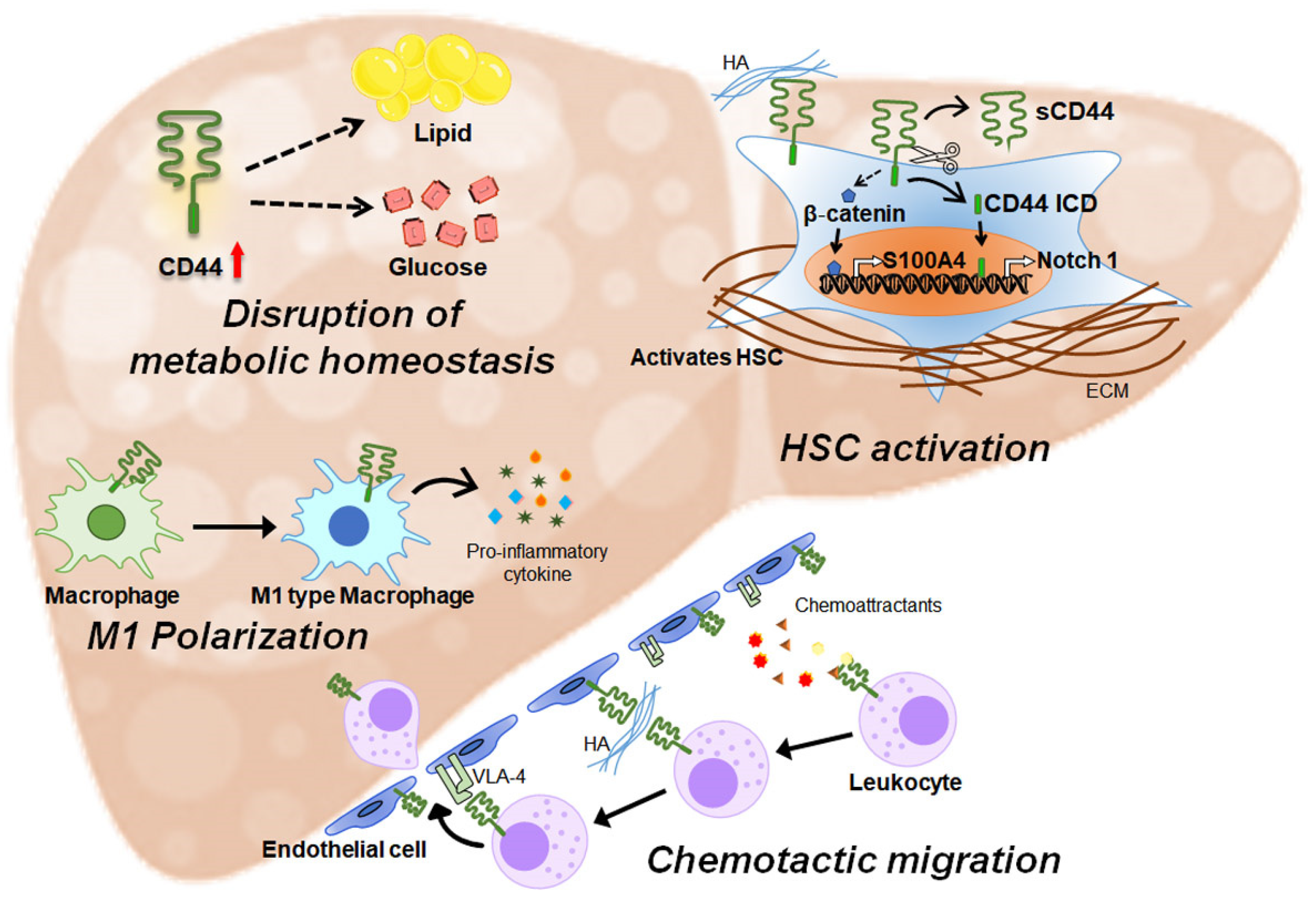 Ijms 25 04749 g001 Ijms 25 04749 g001