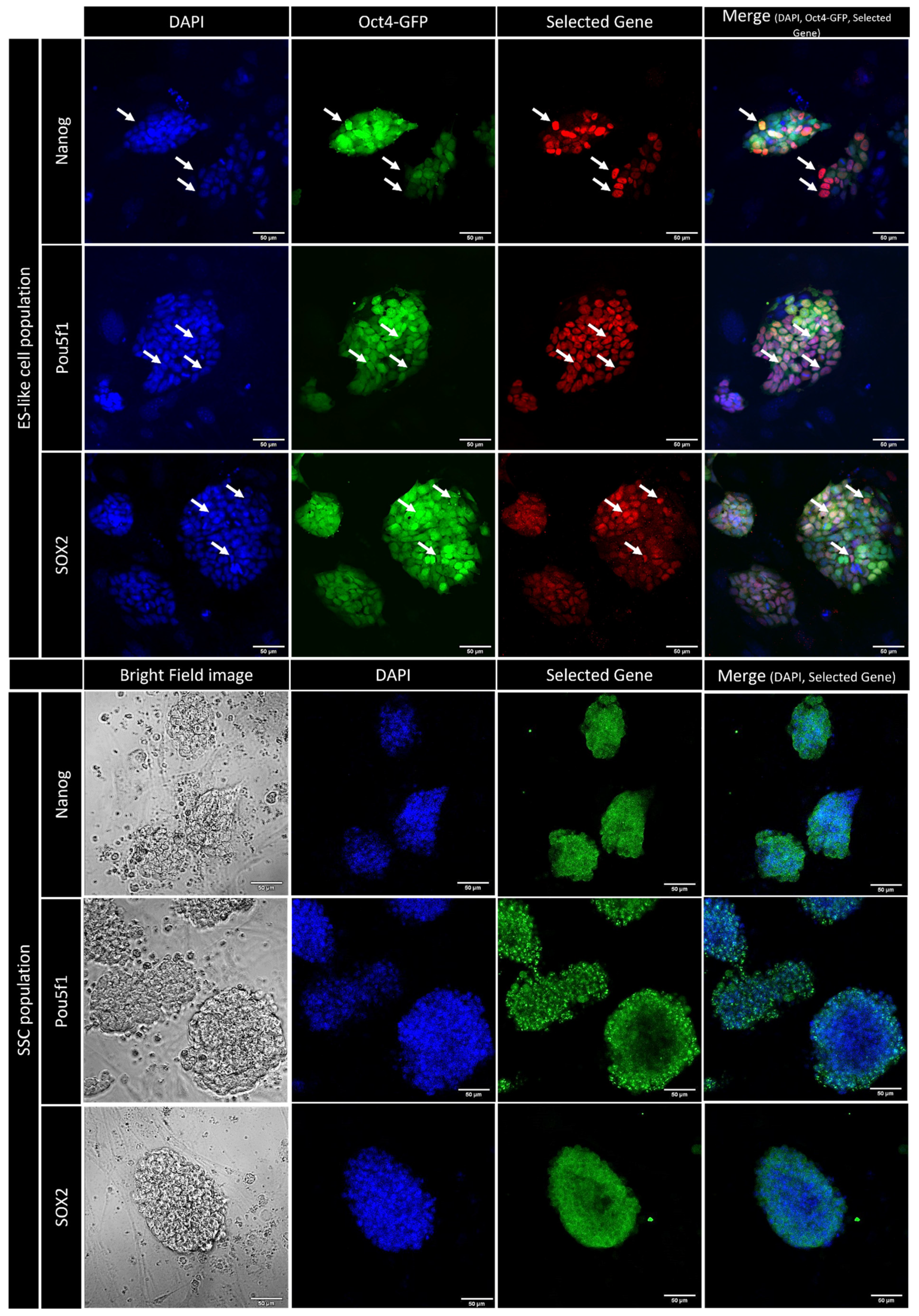Ijms 25 04833 g007 Ijms 25 04833 g007