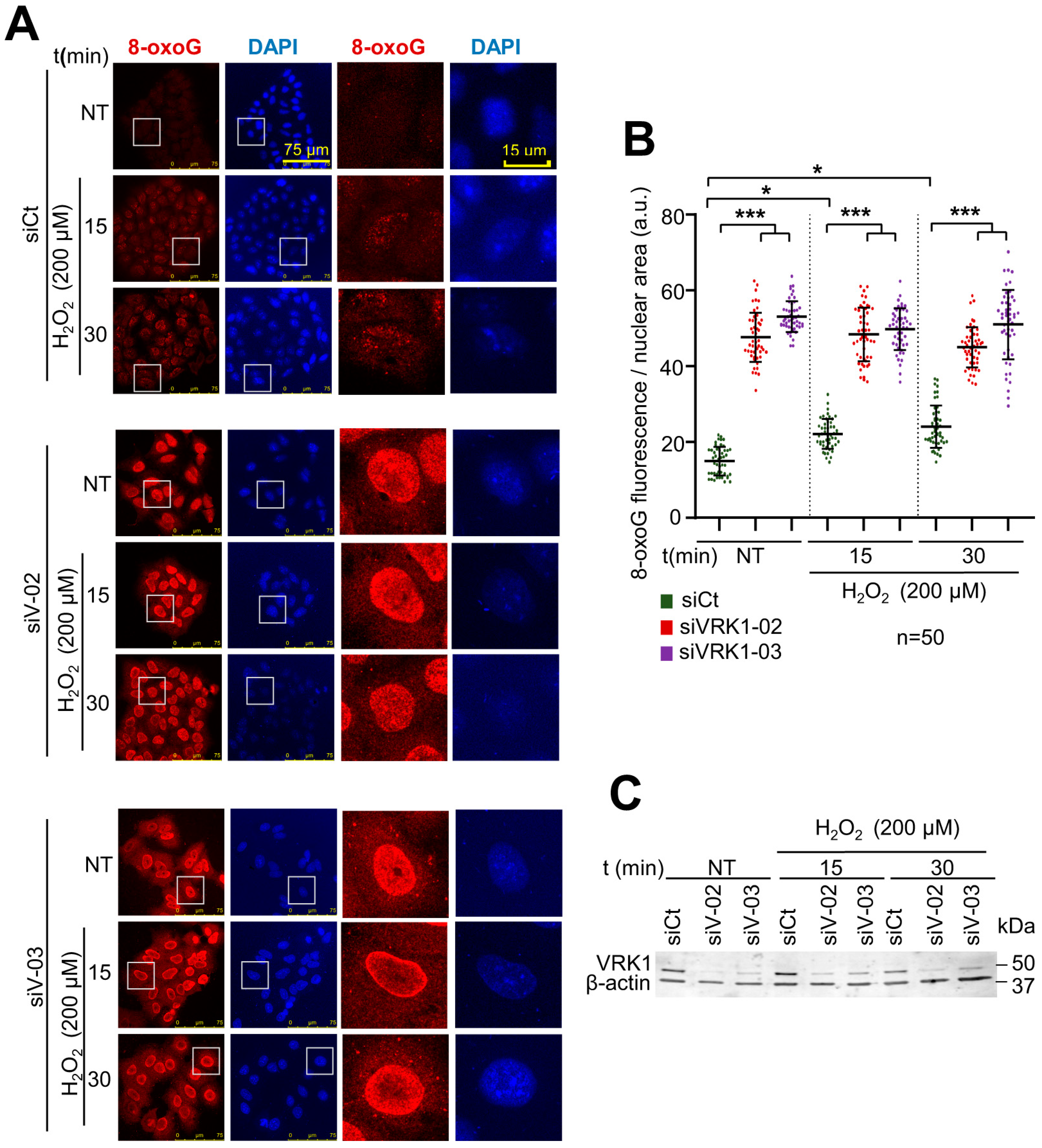 Ijms 25 04874 g001 Ijms 25 04874 g001