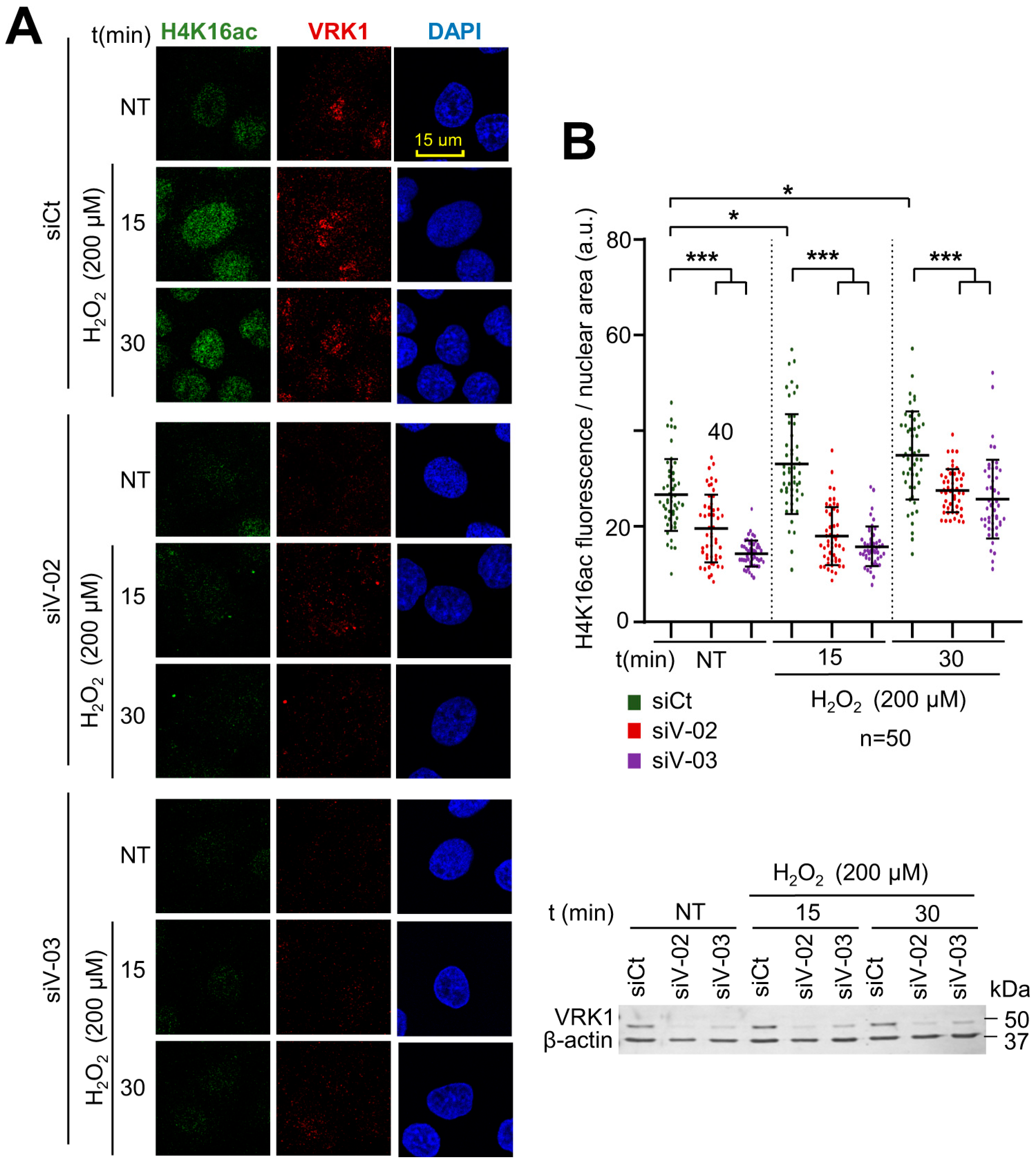 Ijms 25 04874 g003 Ijms 25 04874 g003
