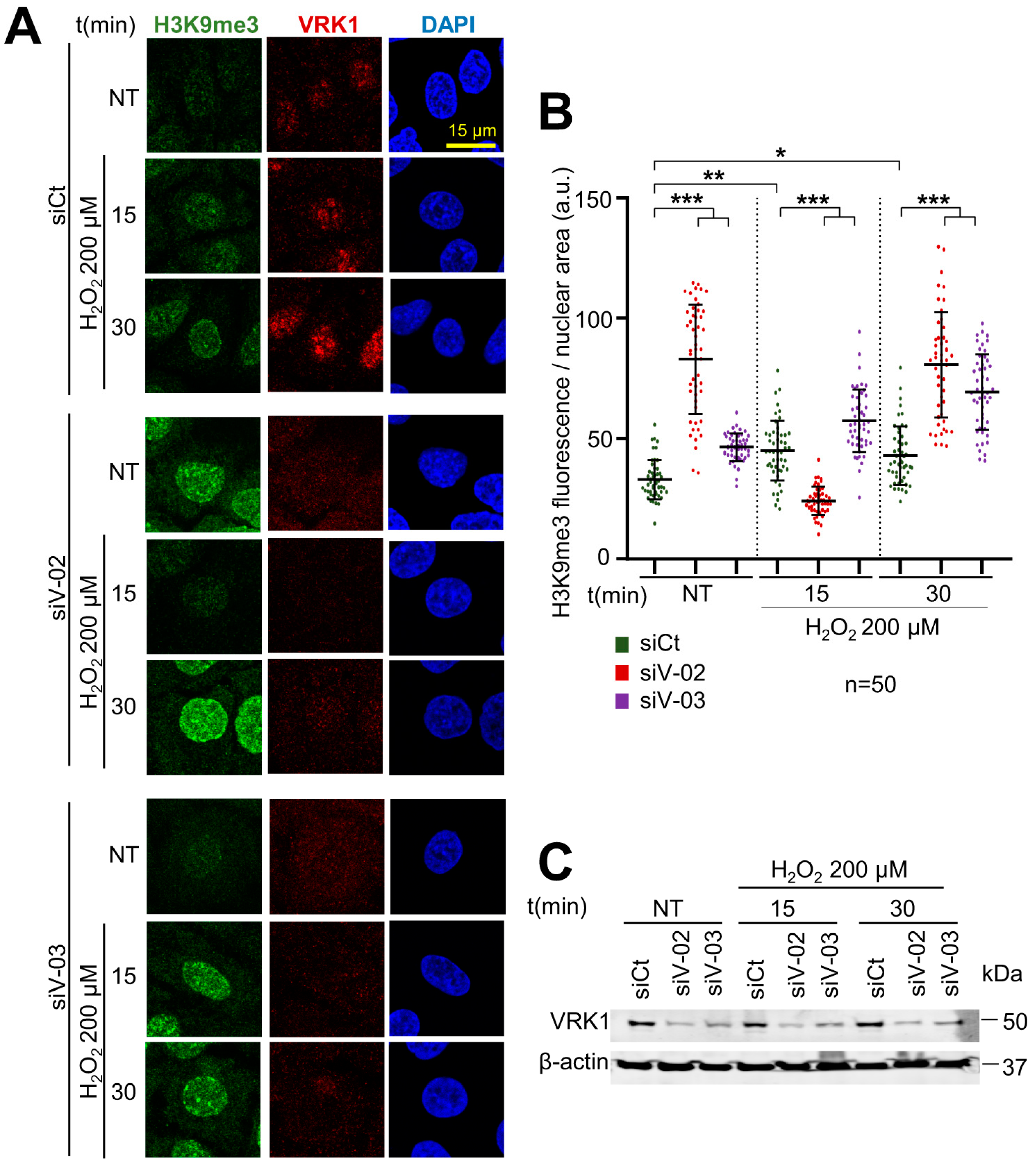 Ijms 25 04874 g005 Ijms 25 04874 g005