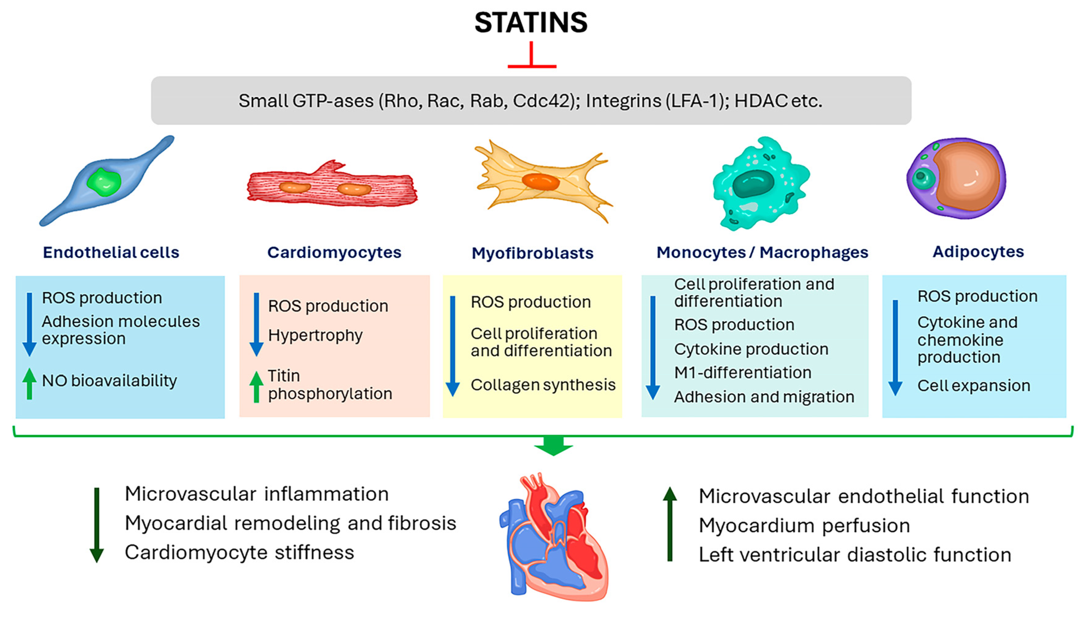 Use of Statins in Heart Failure with Preserved Ejection Fraction ...