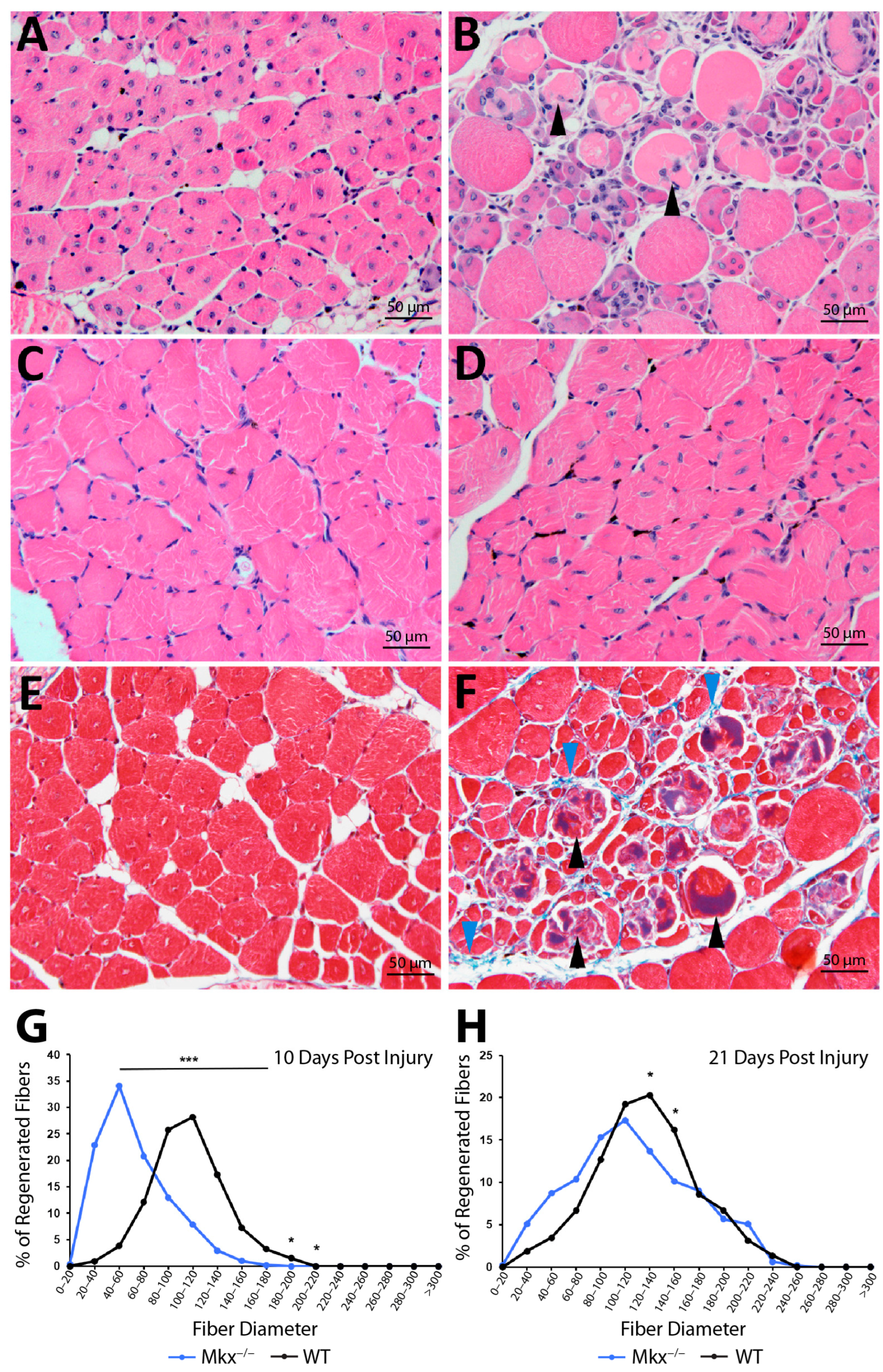 IJMS | Free Full-Text | The Transcription Factor Mohawk 