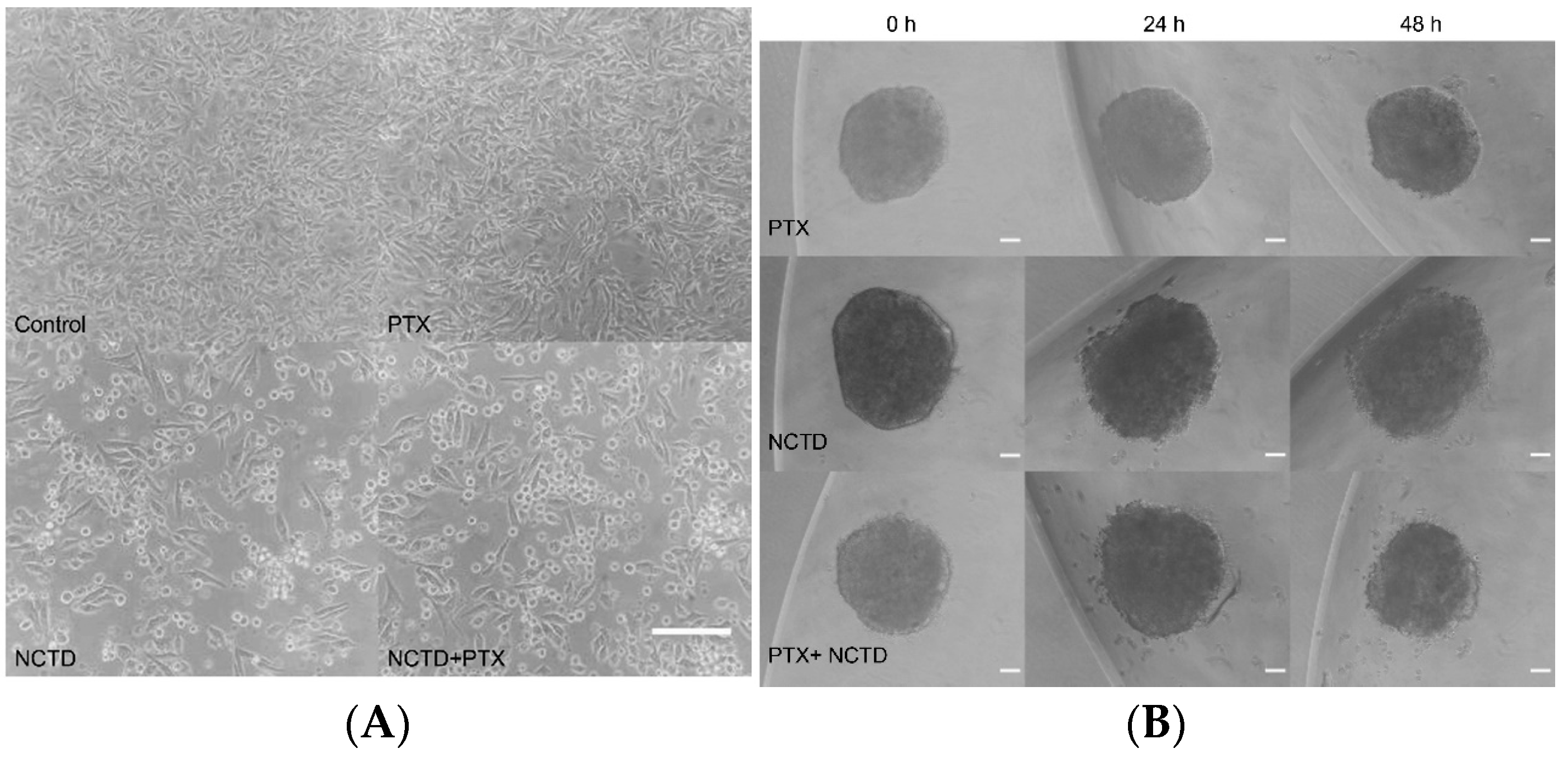 Ijms 25 05140 g002 Ijms 25 05140 g002