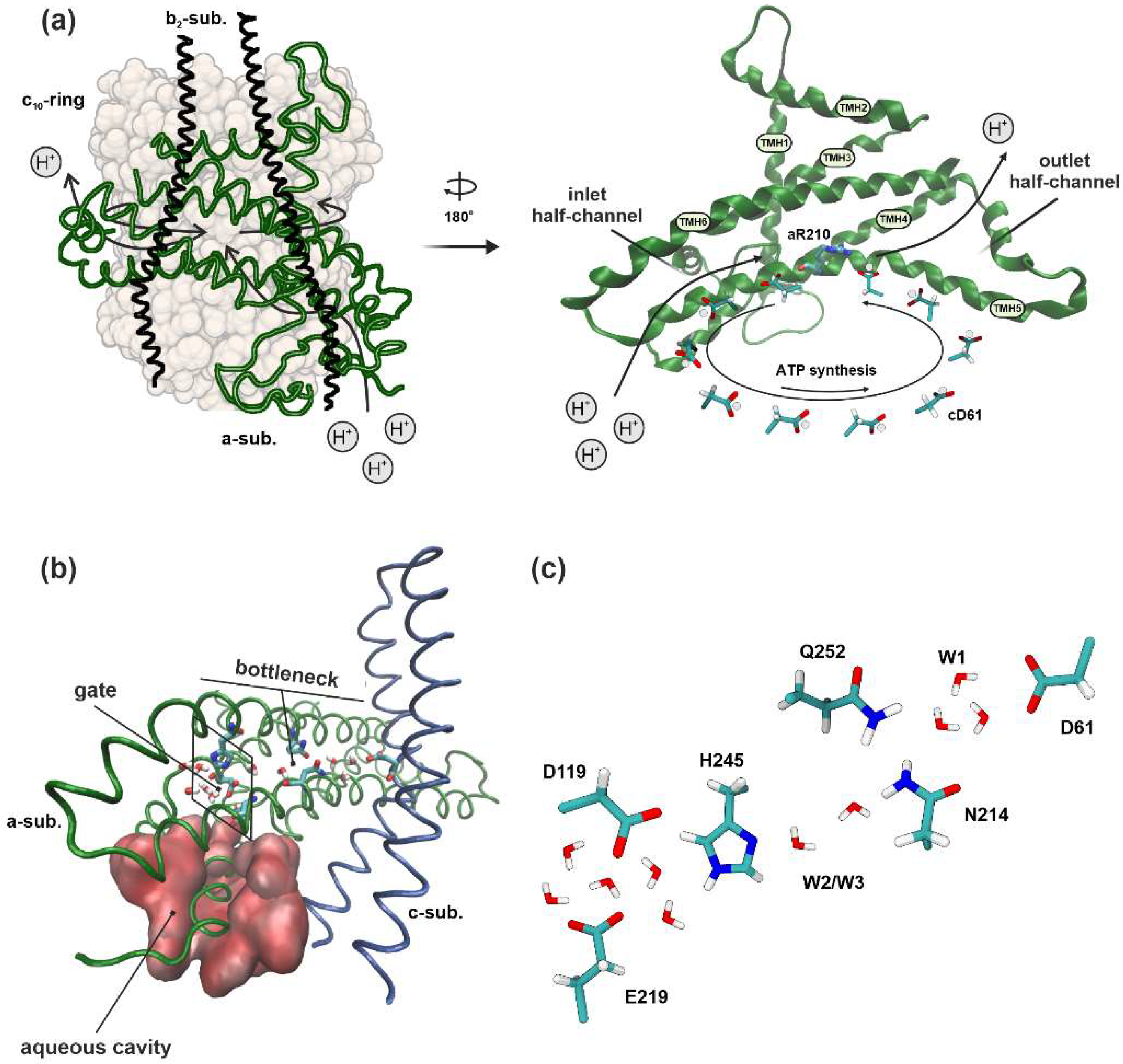 Ijms 25 05143 g001 Ijms 25 05143 g001