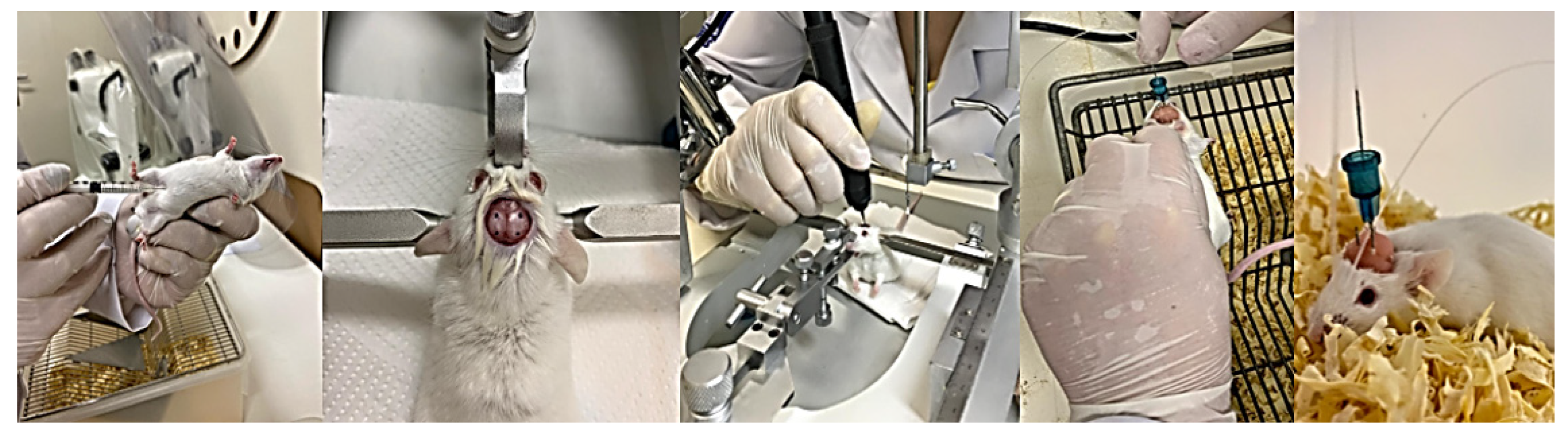 Ijms 25 05191 g004 Ijms 25 05191 g004