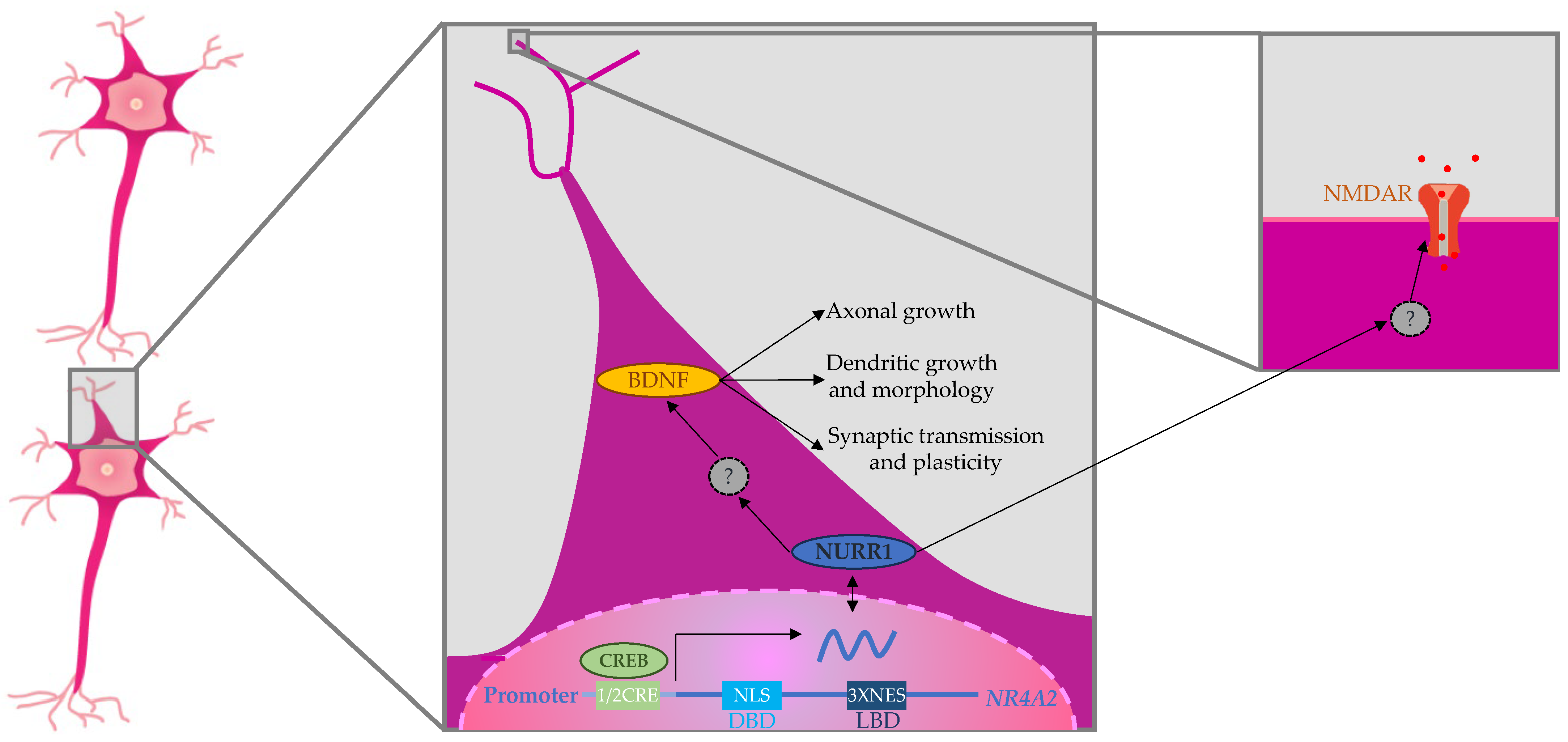 Ijms 25 05198 g003 Ijms 25 05198 g003