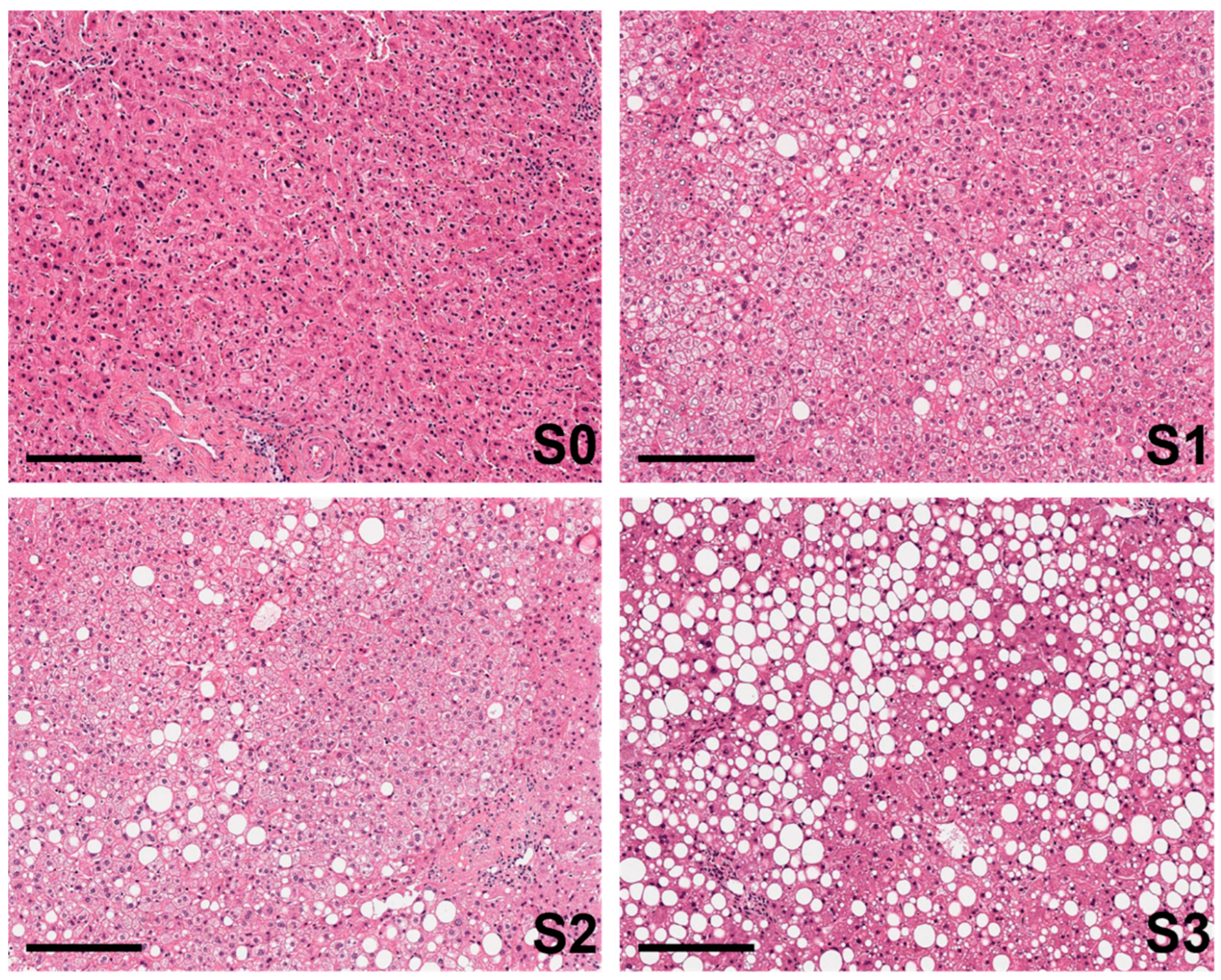 Ijms 25 05203 g001 Ijms 25 05203 g001