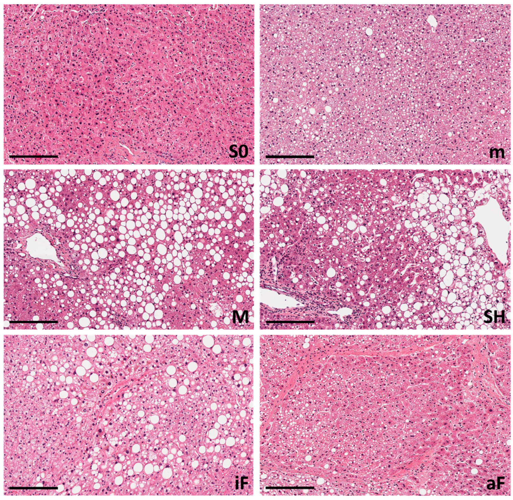 Ijms 25 05203 g002 Ijms 25 05203 g002