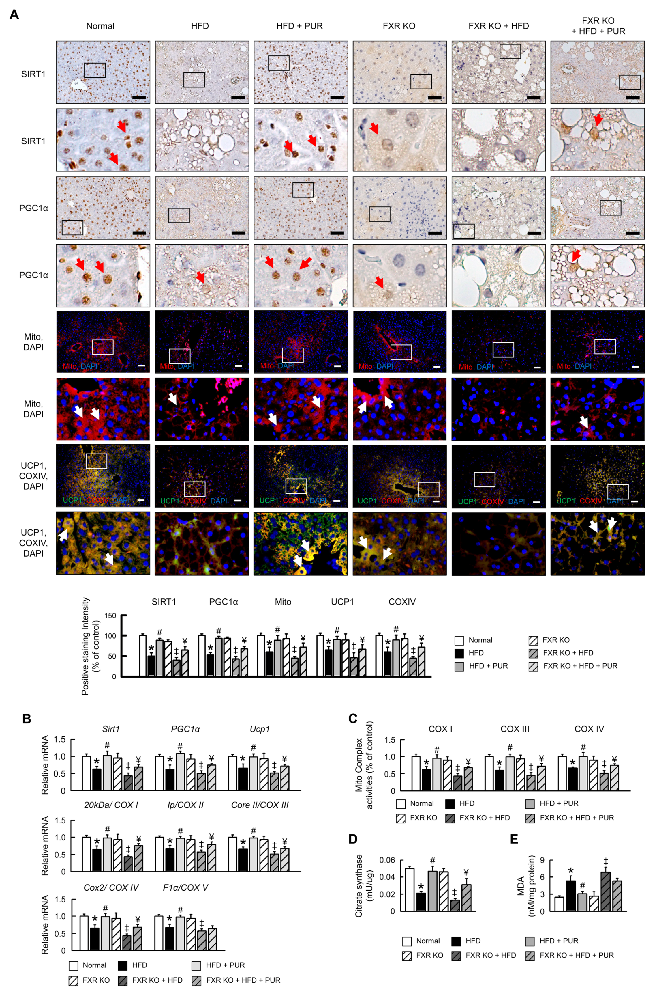 Ijms 25 05274 g006 Ijms 25 05274 g006