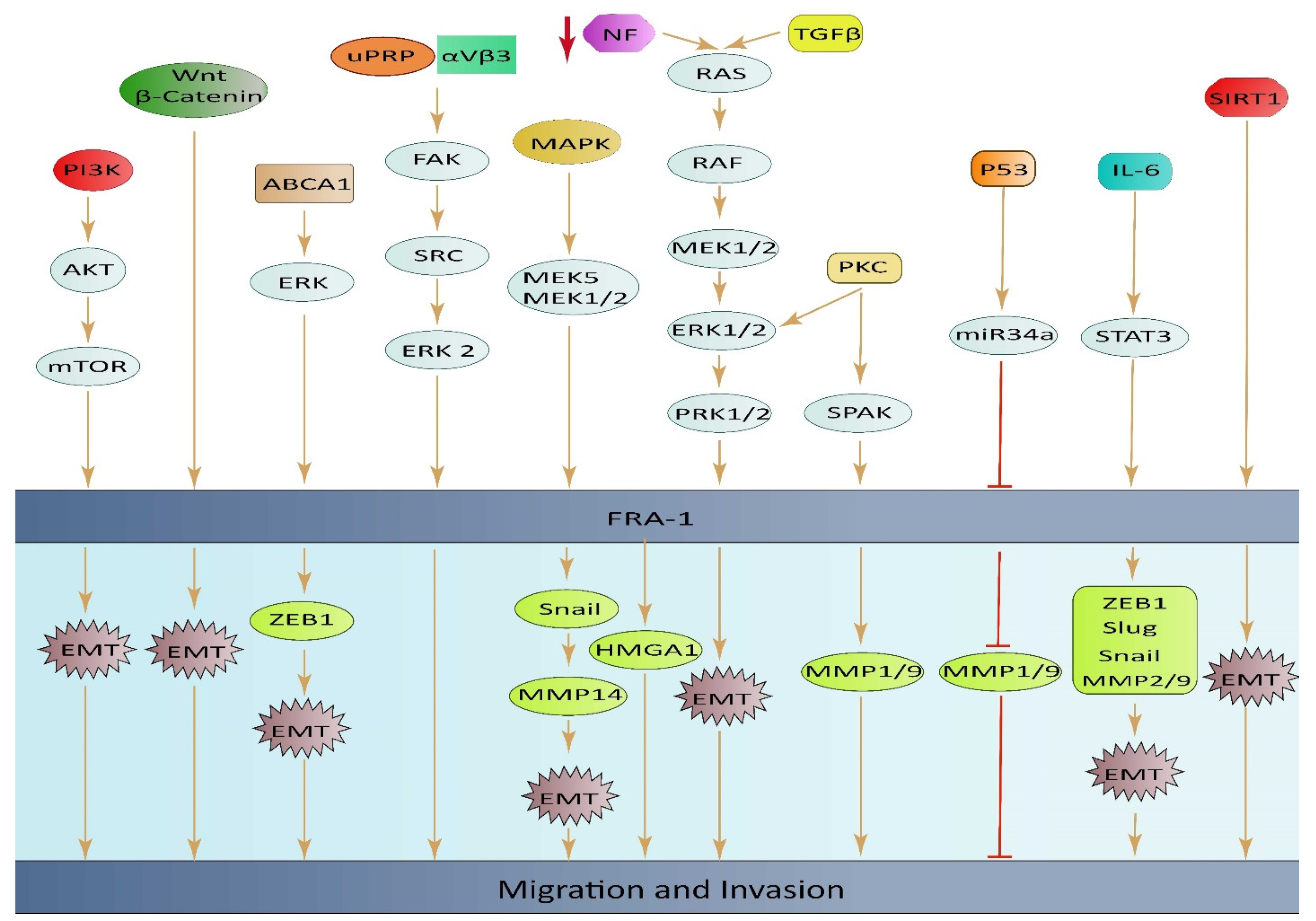 Ijms 25 05362 g003 Ijms 25 05362 g003