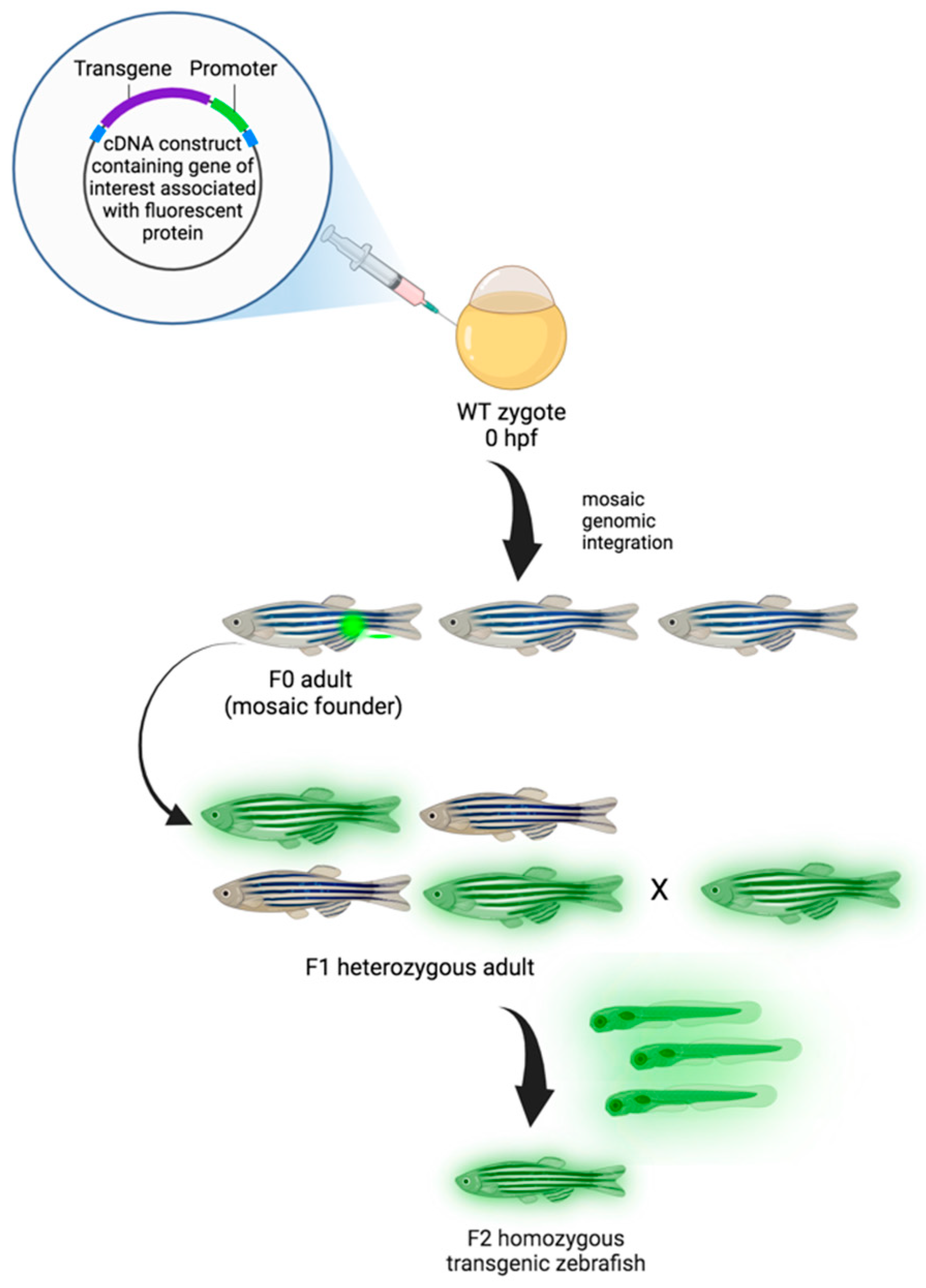 Ijms 25 05394 g002 Ijms 25 05394 g002