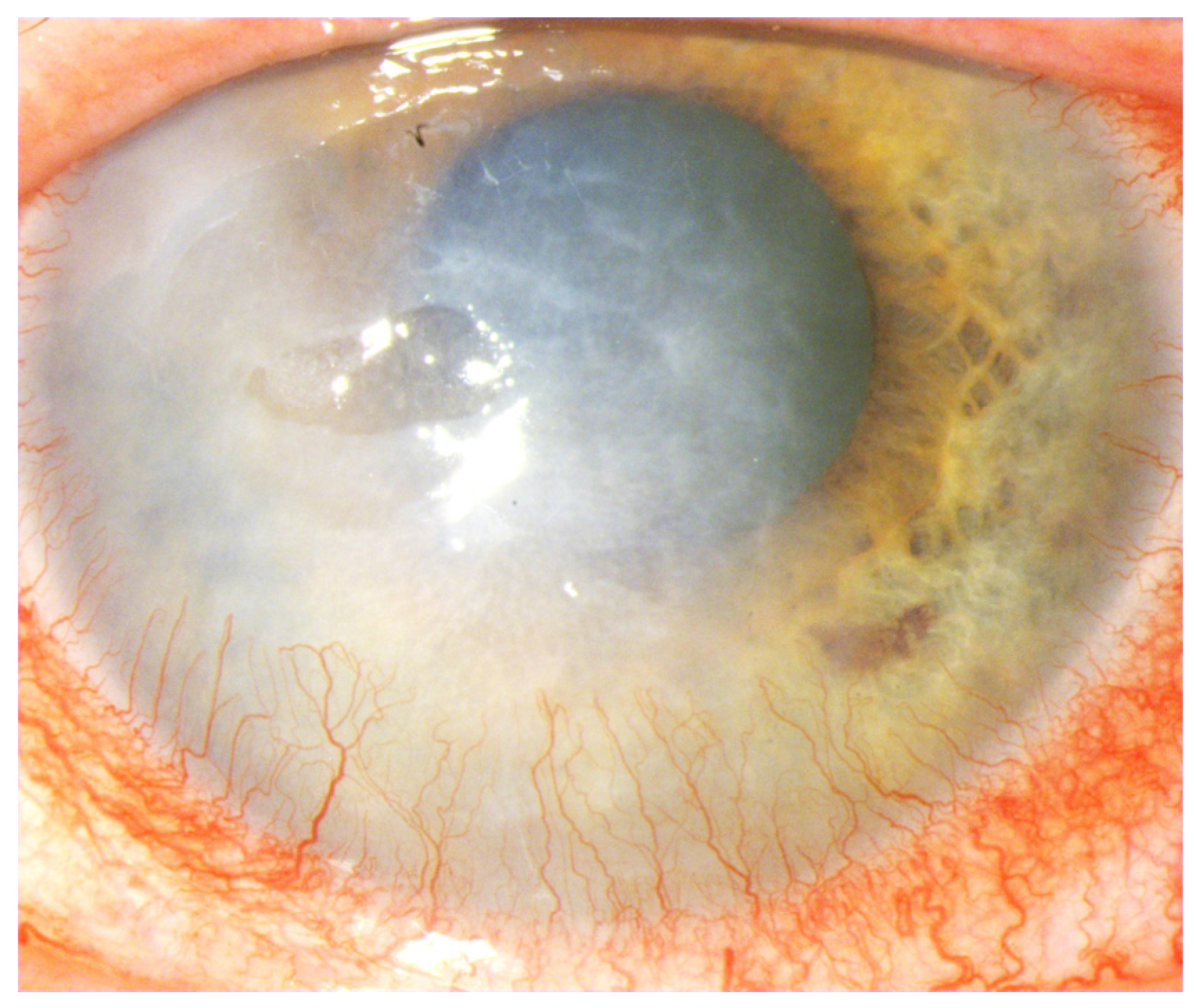 Ijms 25 05479 g005 Ijms 25 05479 g005