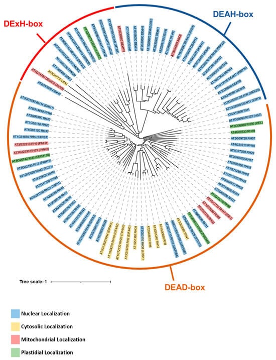 IJMS | Free Full-Text | Mitochondrial RNA Helicases: Key Players in the ...