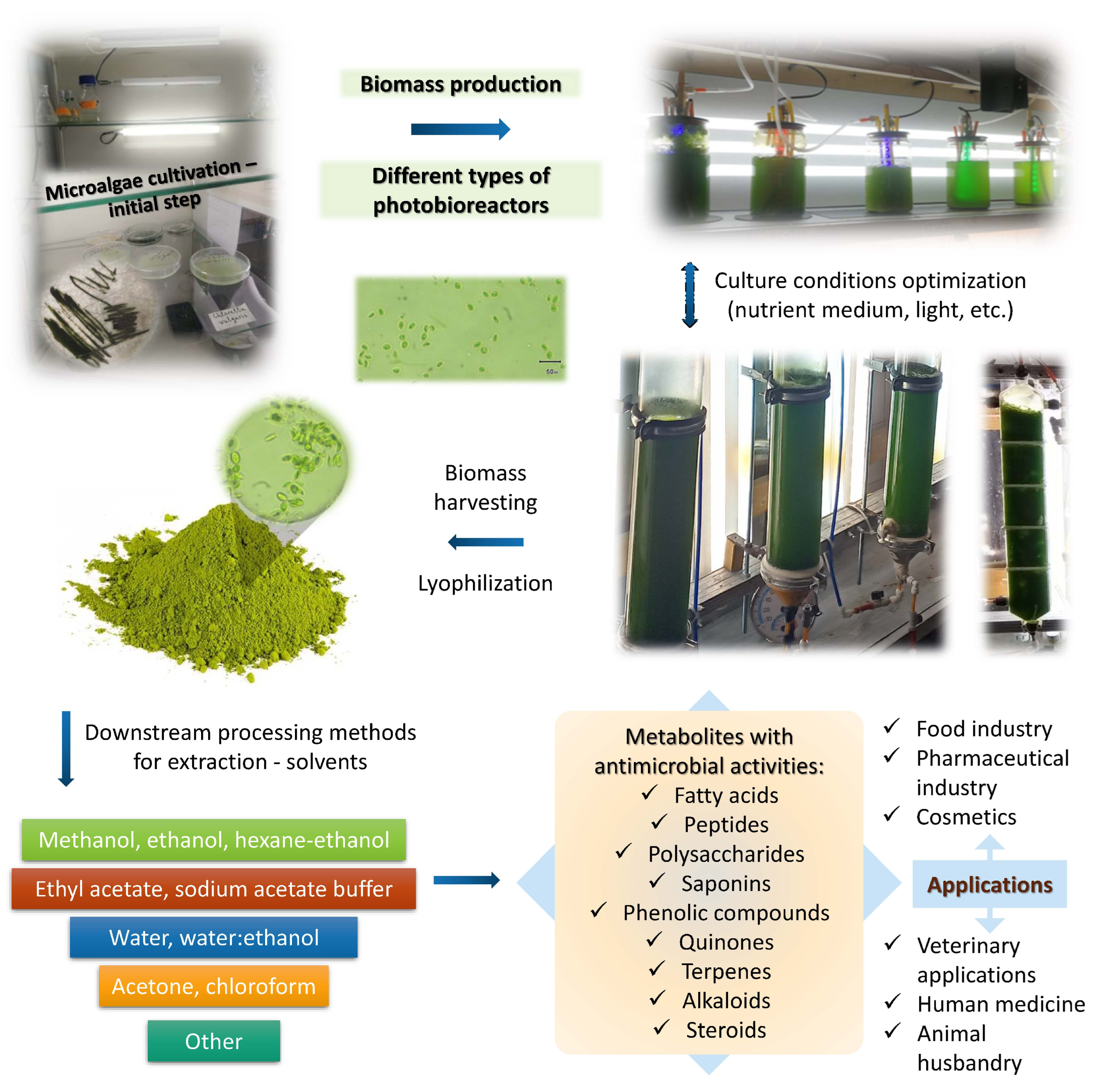 Ijms 25 05548 g001 Ijms 25 05548 g001