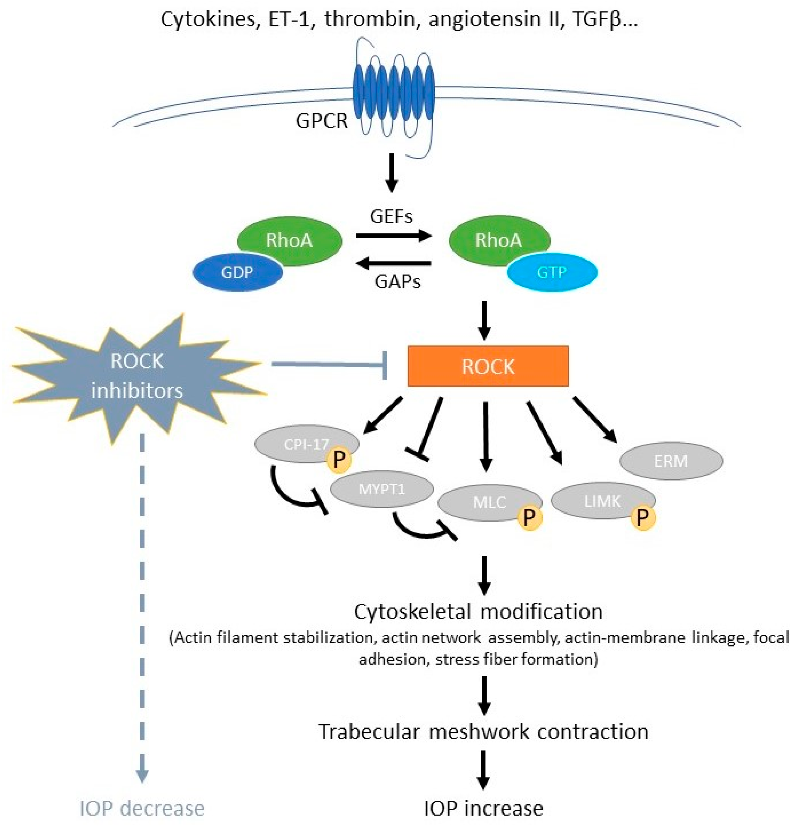 Ijms 25 05576 g001 Ijms 25 05576 g001