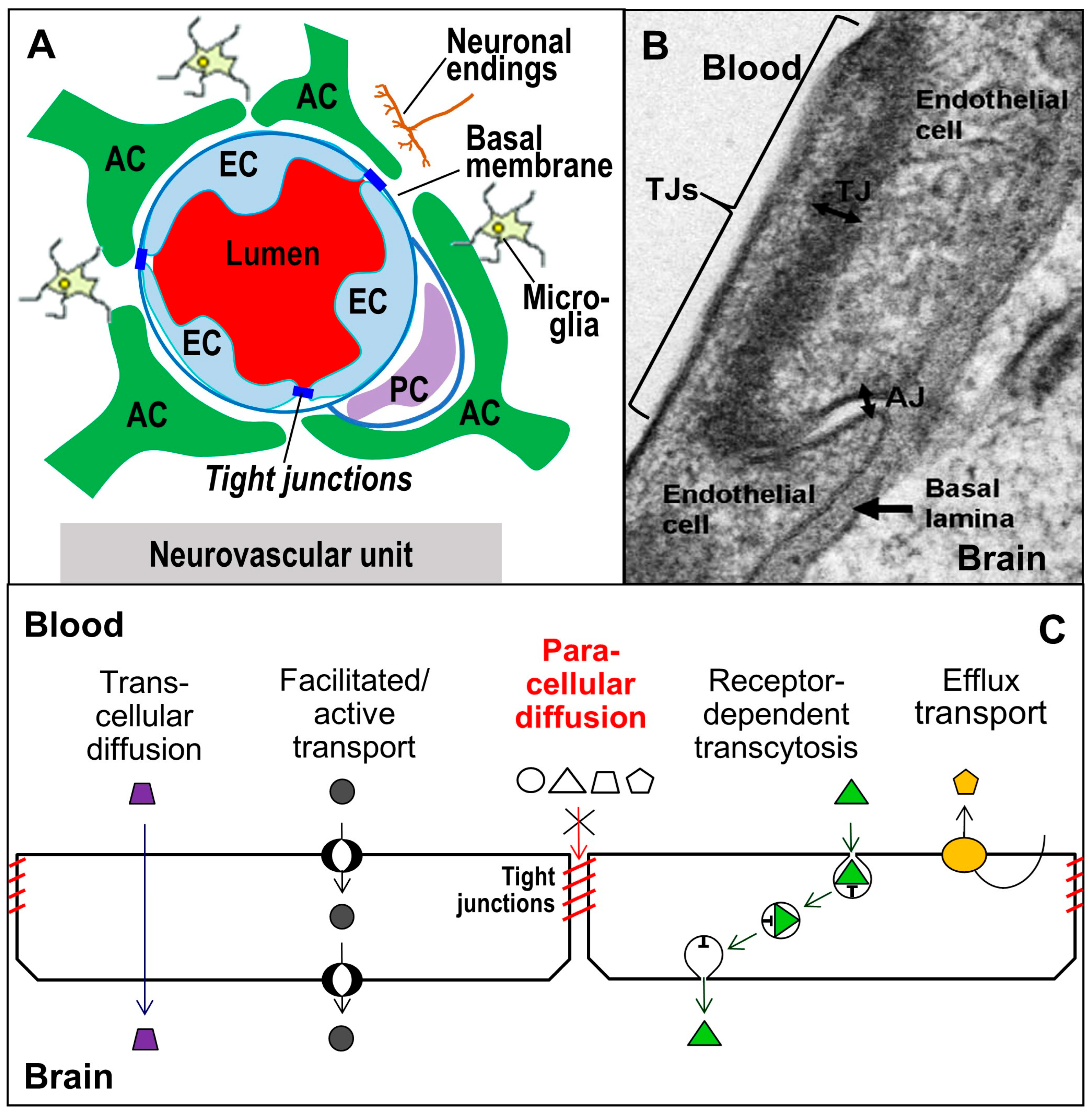 IJMS | Free Full-Text | The Basic Requirement of Tight Junction Proteins in  Blood-Brain Barrier Function and Their Role in Pathologies