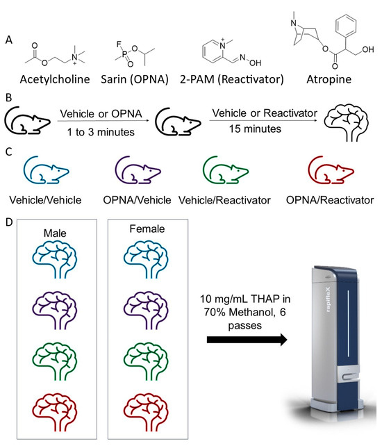 Characterization of Humanized Mouse Model of Organophosphate Poisoning ...