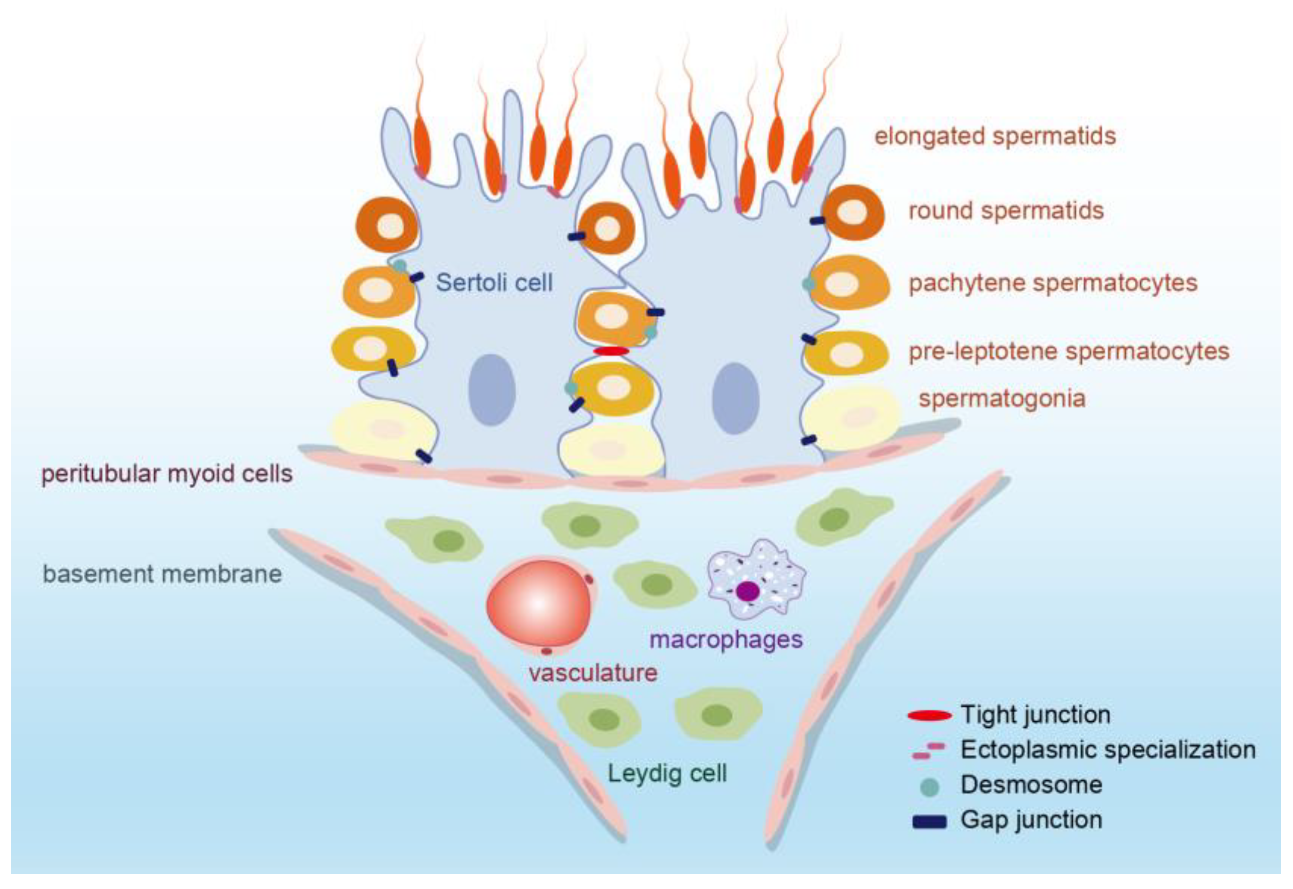 IJMS | Free Full-Text | Hormone Regulation in Testicular Development and  Function