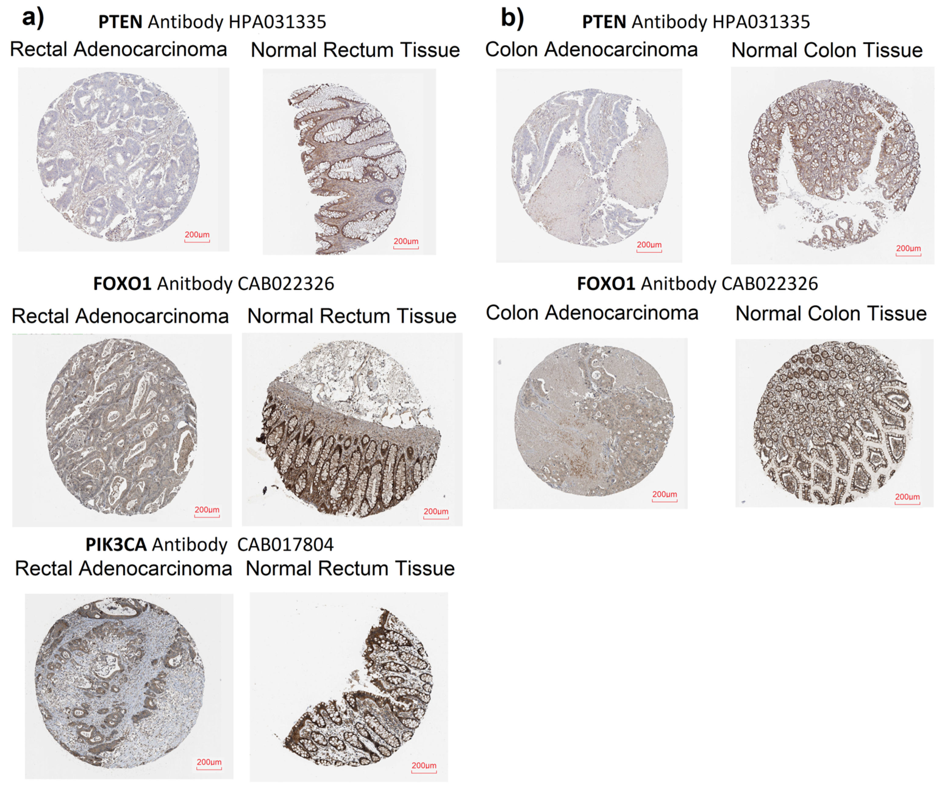 Ijms 25 05806 g004 Ijms 25 05806 g004