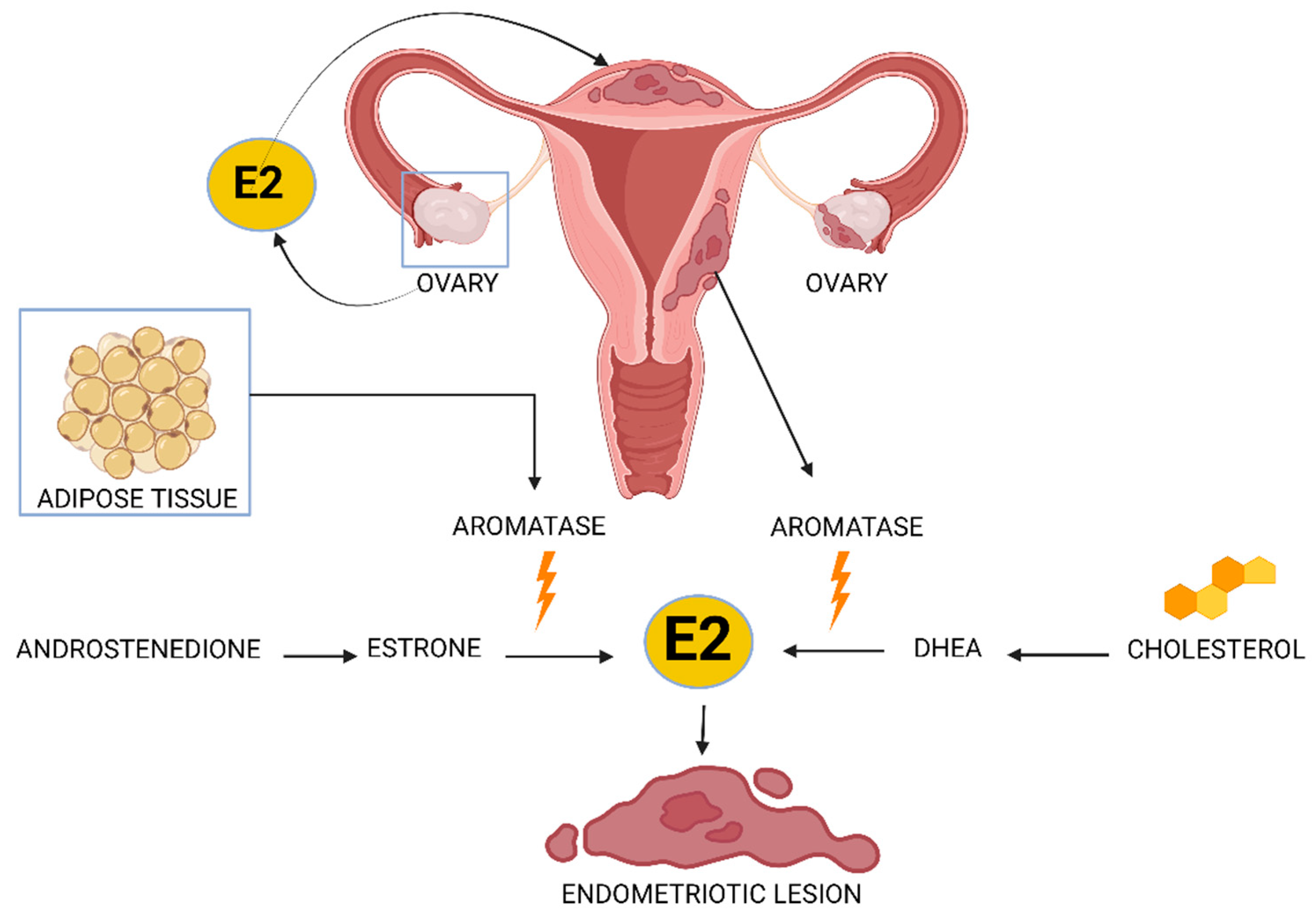 Ijms 25 05815 g002 Ijms 25 05815 g002