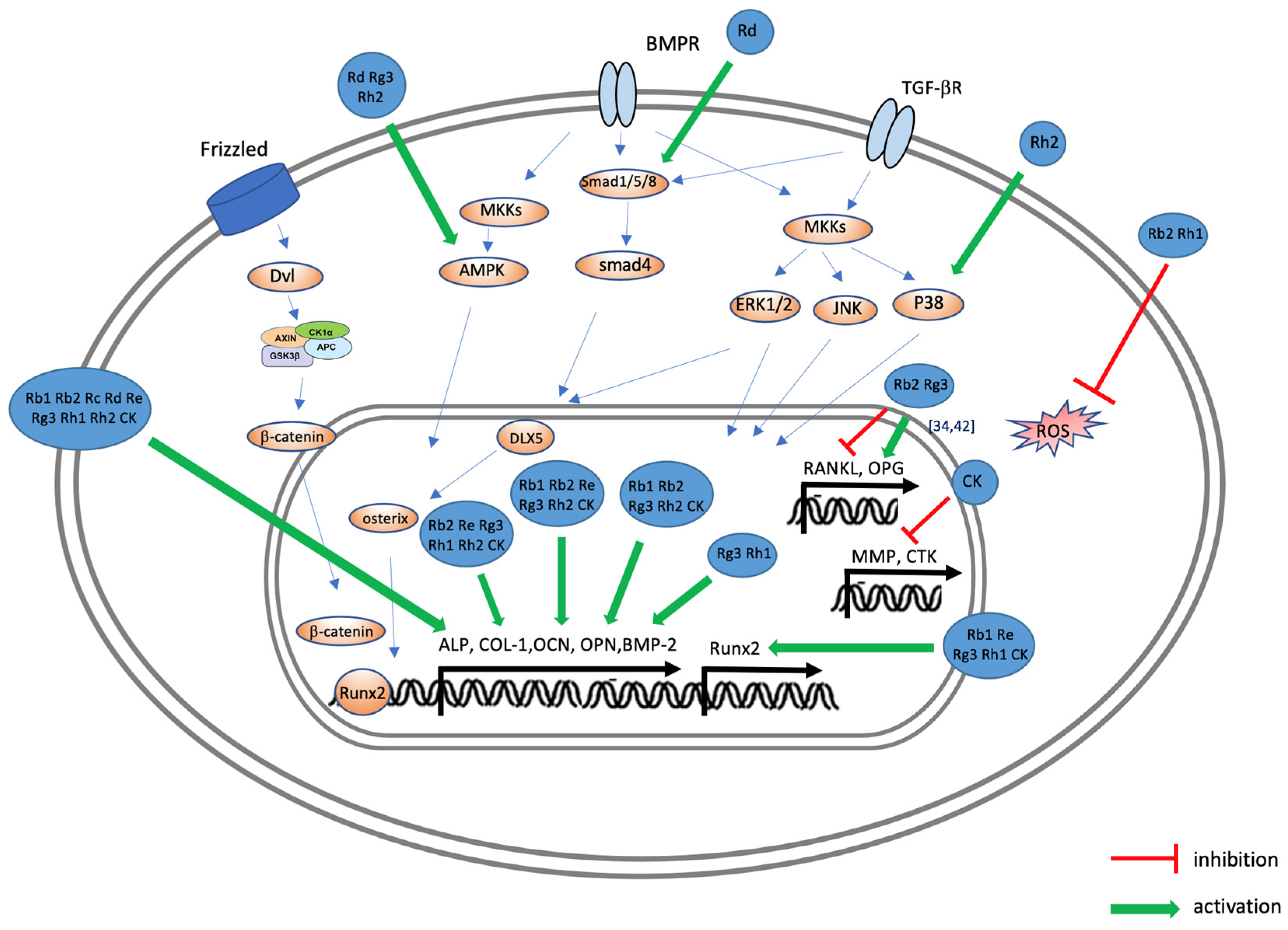 Ijms 25 05828 g004 Ijms 25 05828 g004
