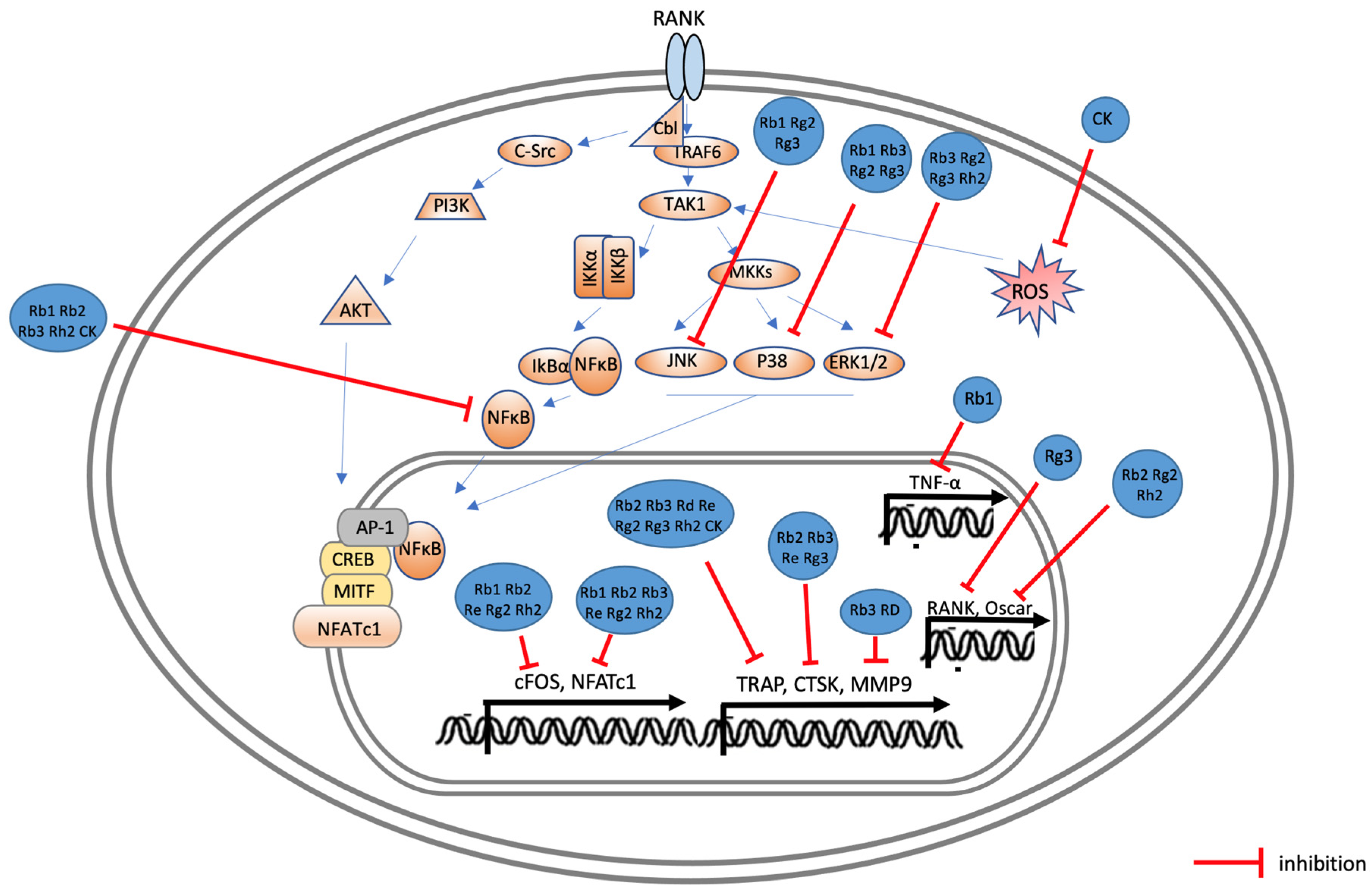 Ijms 25 05828 g005 Ijms 25 05828 g005