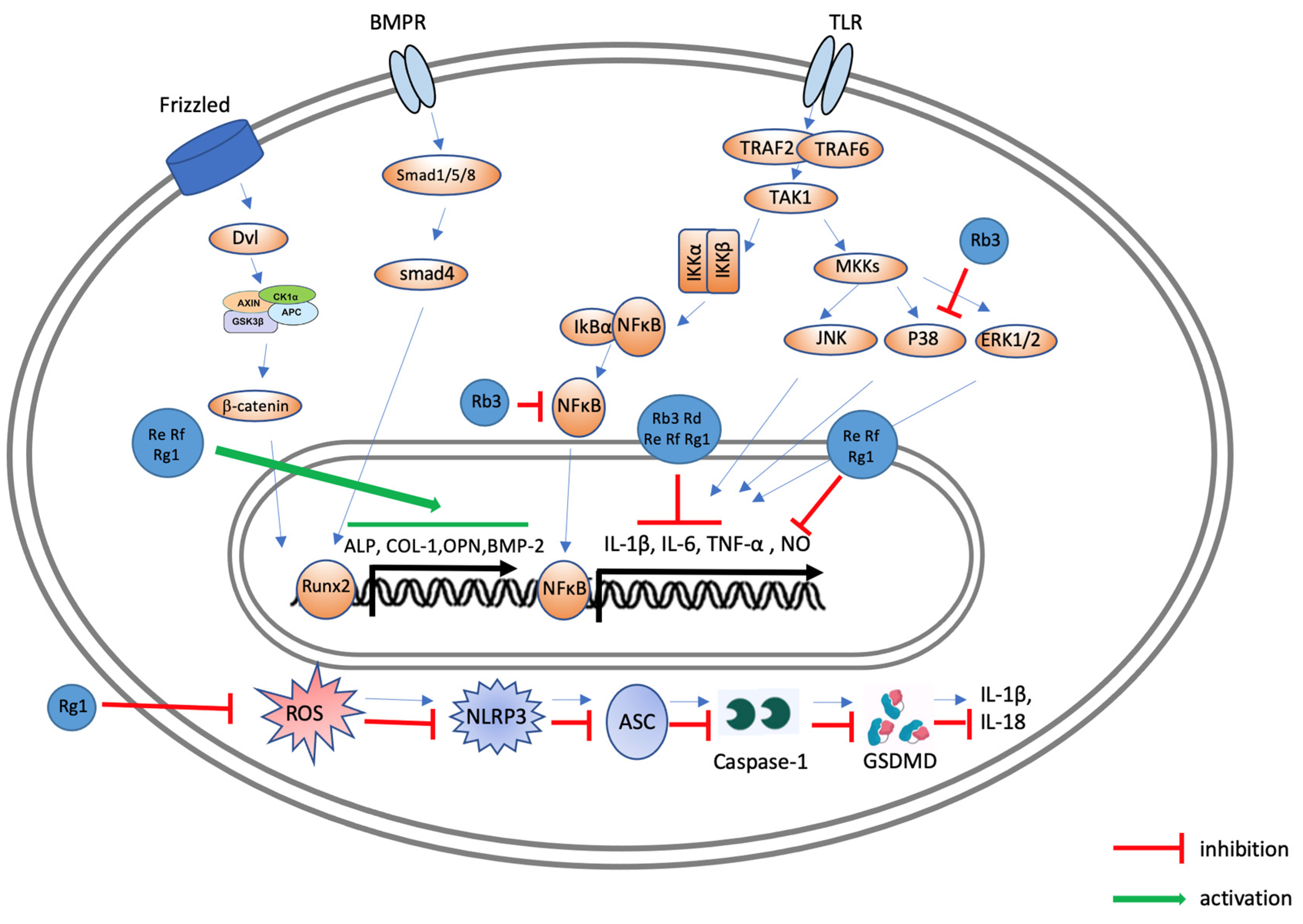 Ijms 25 05828 g006 Ijms 25 05828 g006