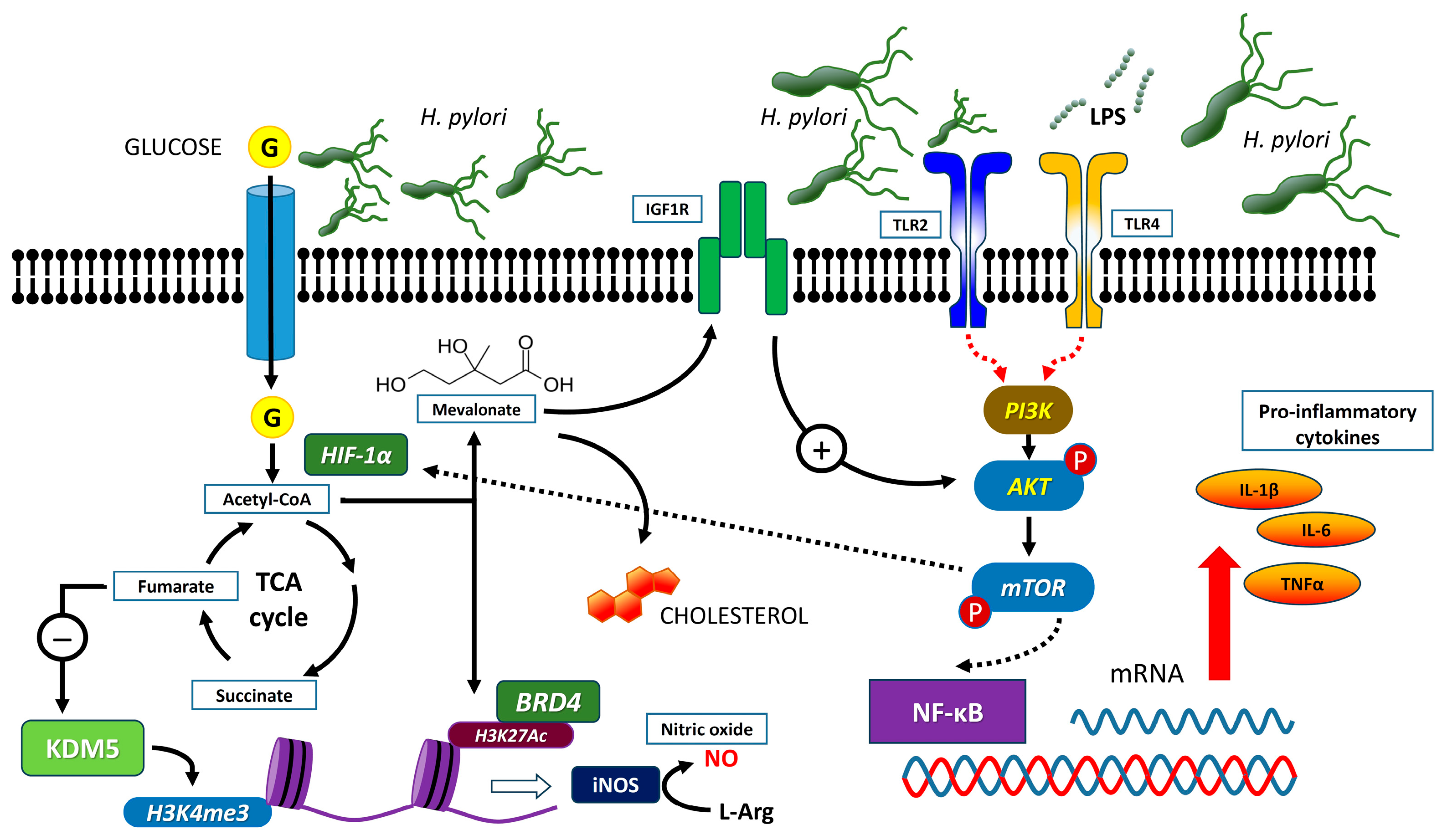 Ijms 25 05856 g001 Ijms 25 05856 g001