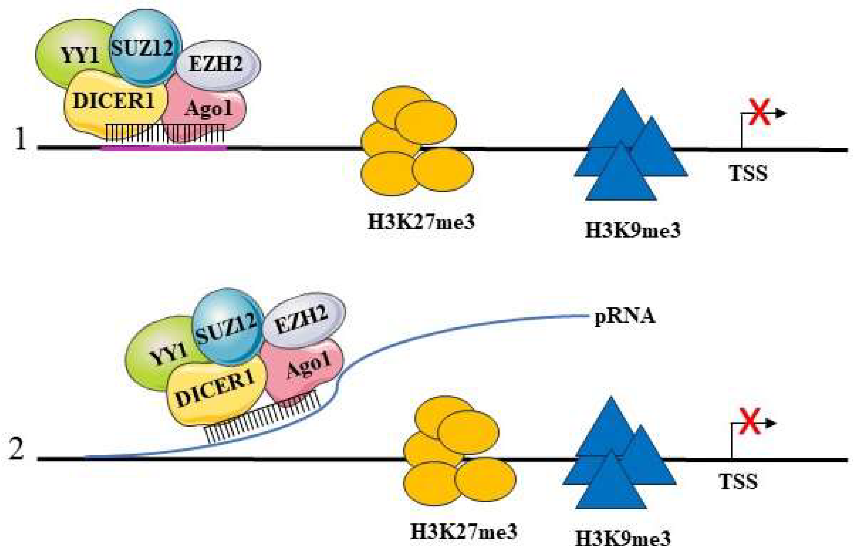 Ijms 25 06066 g003