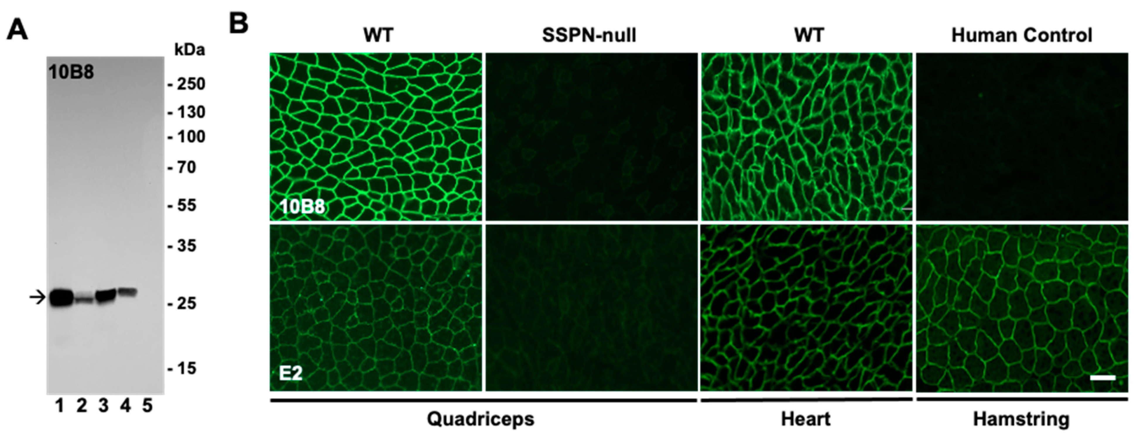 Ijms 25 06121 g004 Ijms 25 06121 g004