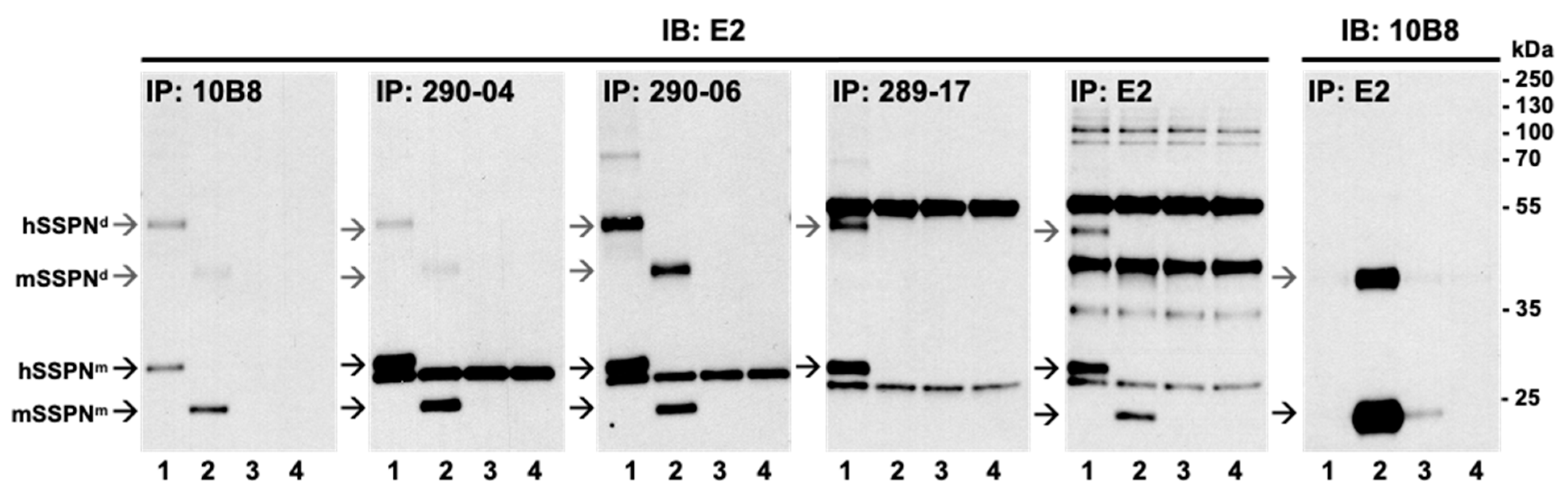 Ijms 25 06121 g008 Ijms 25 06121 g008