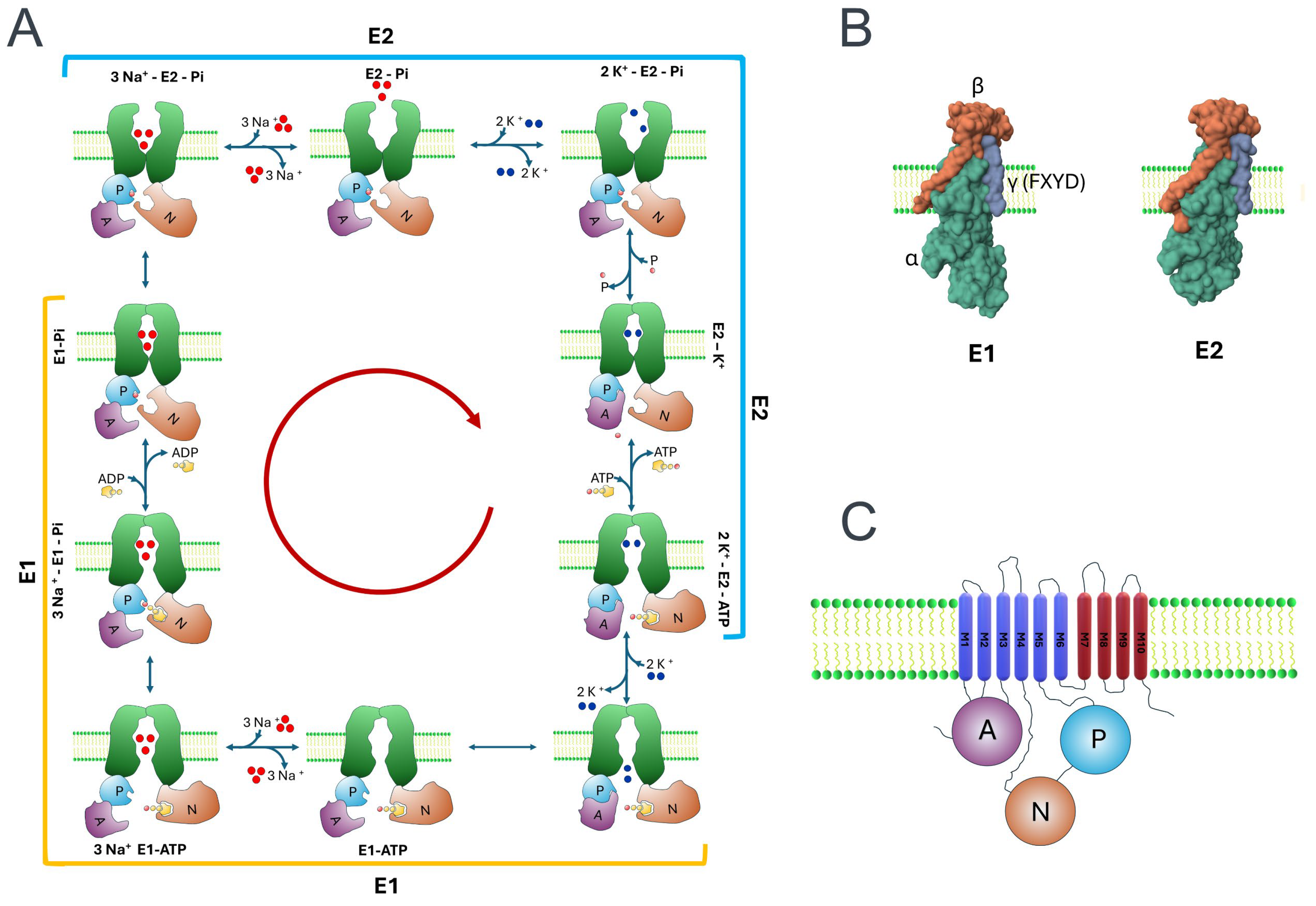 Ijms 25 06122 g001 Ijms 25 06122 g001