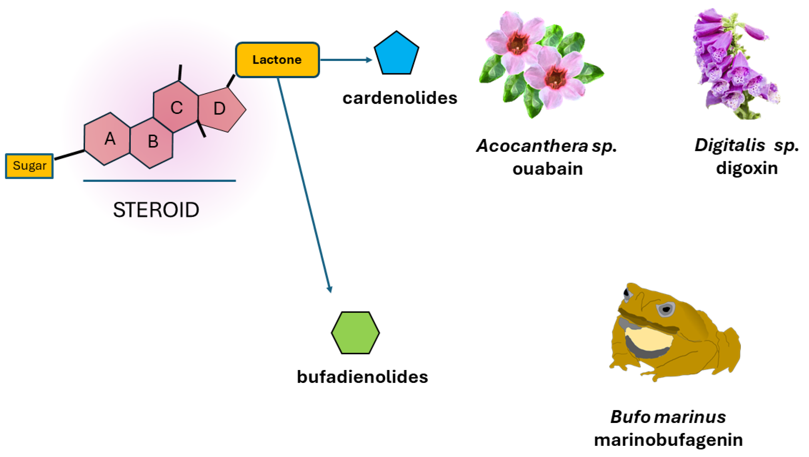 Ijms 25 06122 g002 Ijms 25 06122 g002