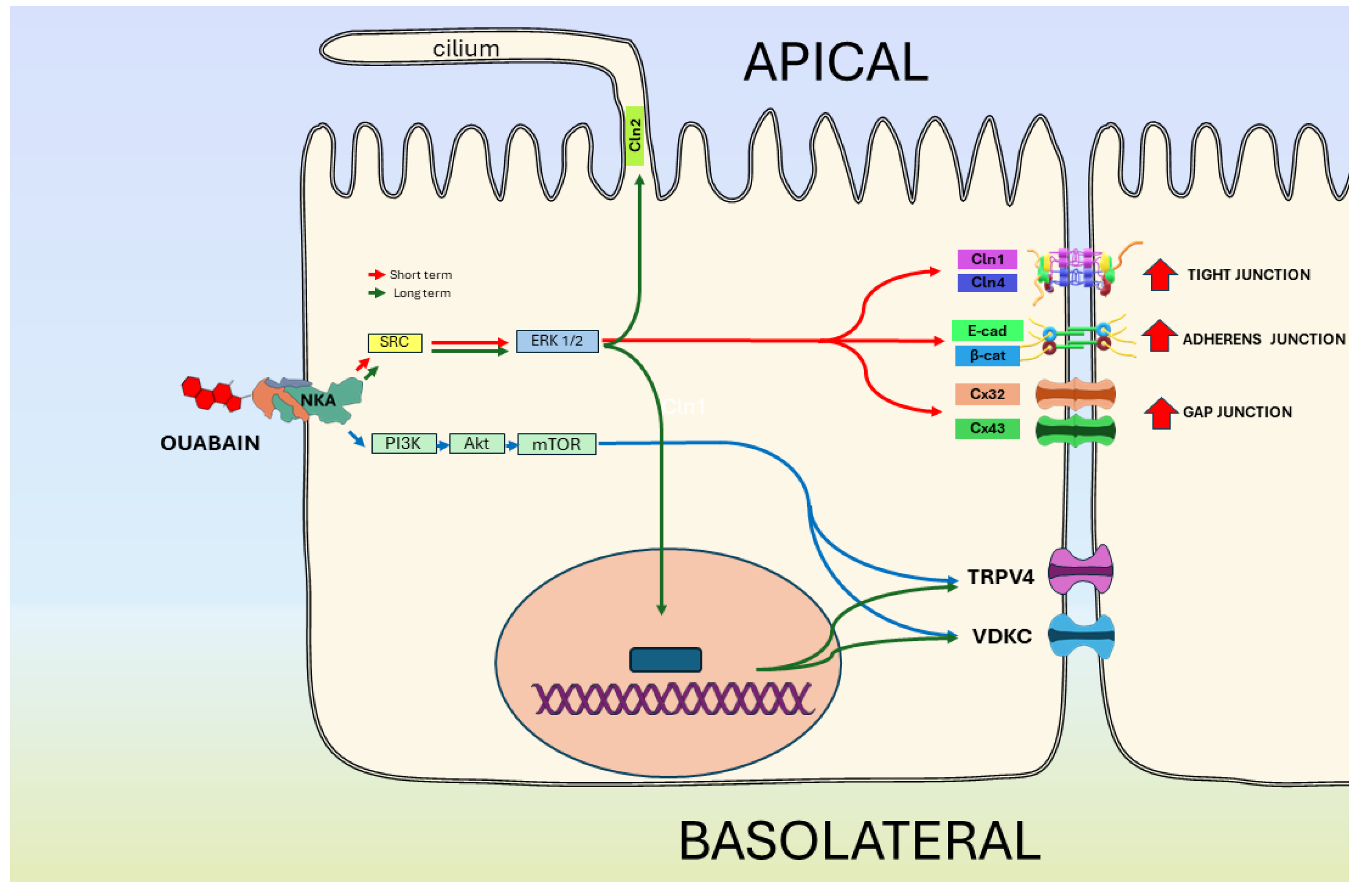 Ijms 25 06122 g004 Ijms 25 06122 g004