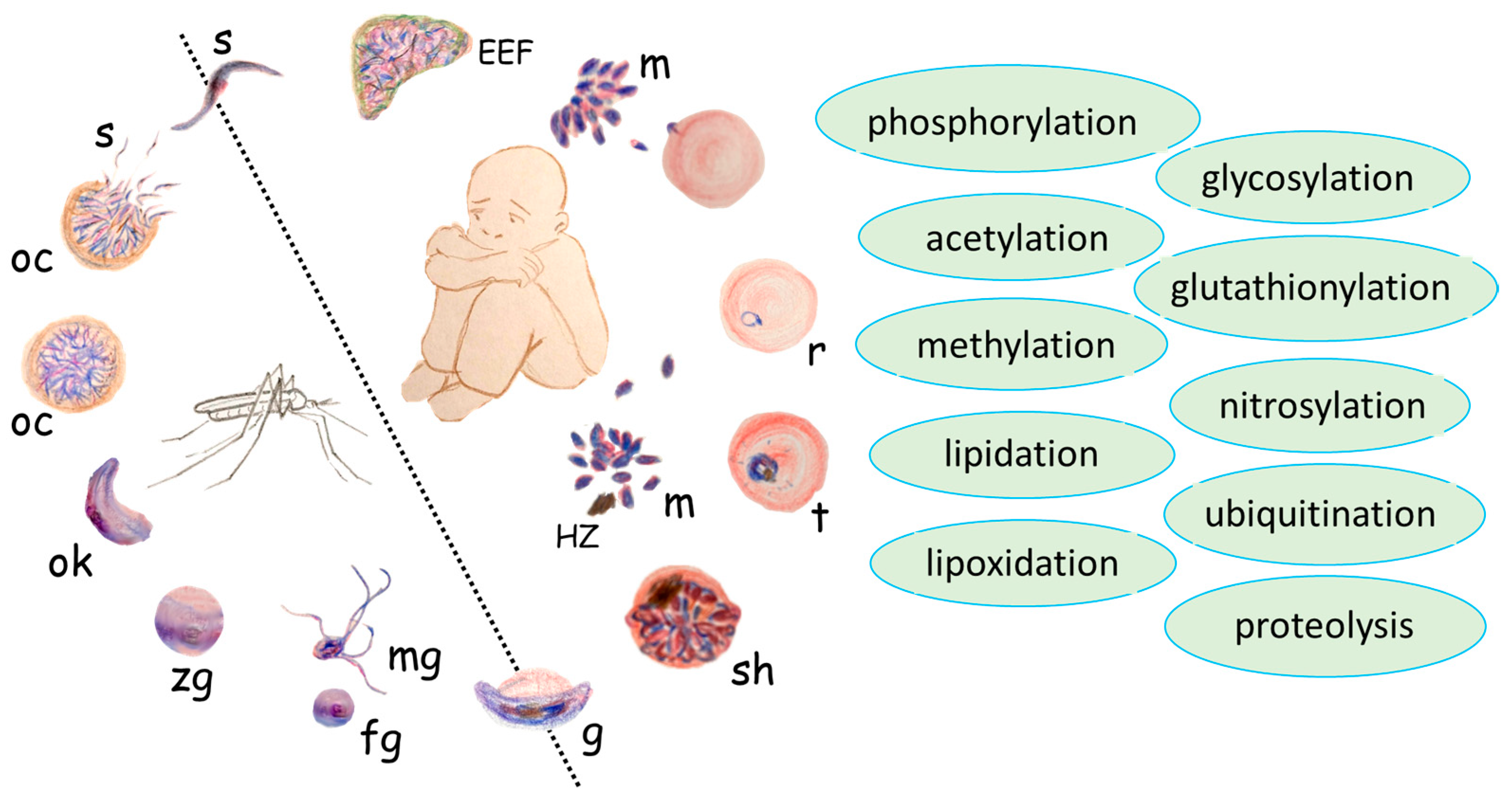 Ijms 25 06145 g001 Ijms 25 06145 g001