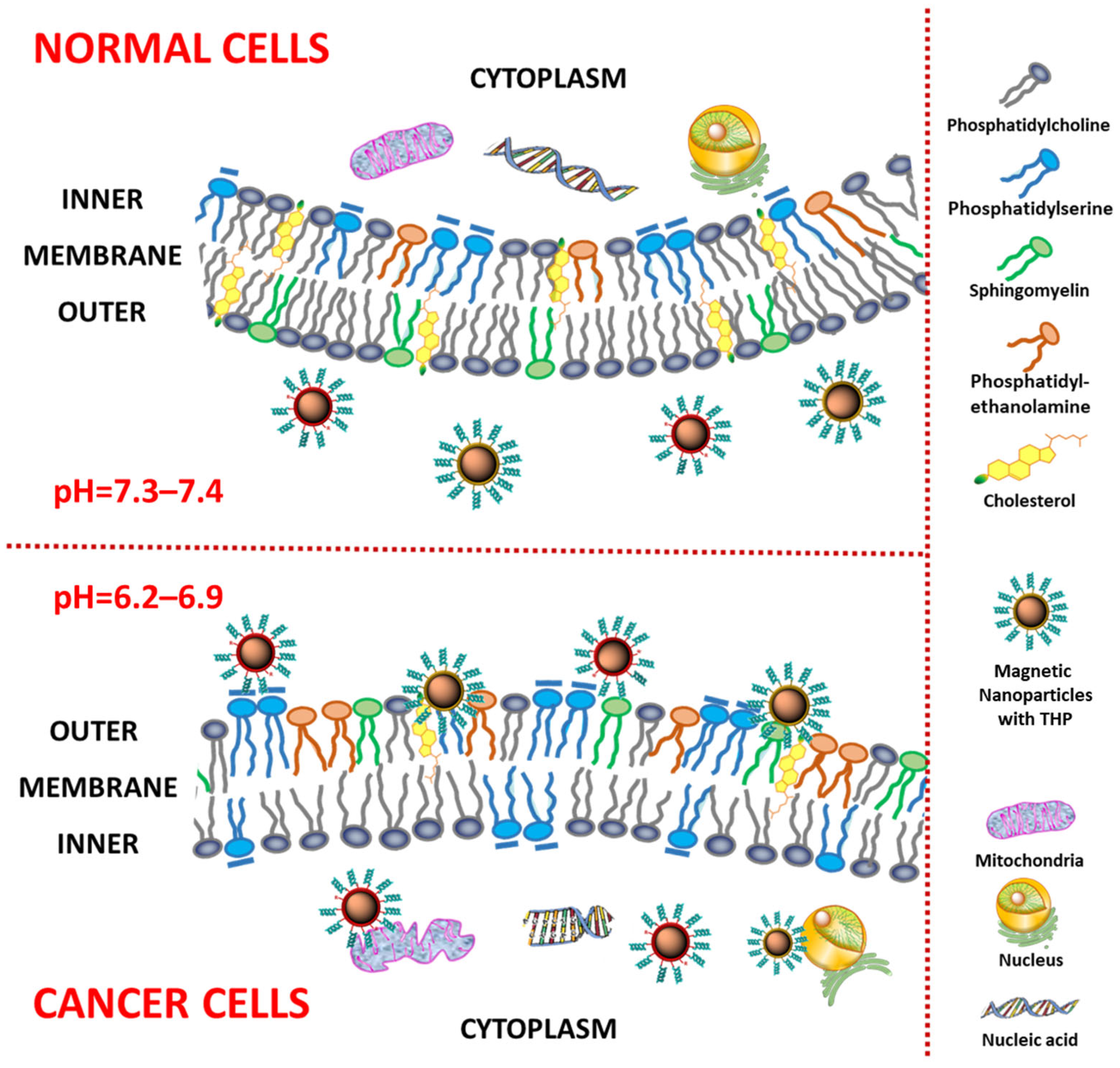 IJMS | Free Full-Text | Tumor-Homing Peptides as Crucial Component 