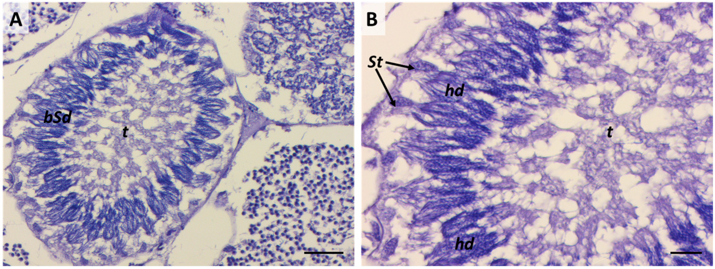 Ijms 25 06230 g012