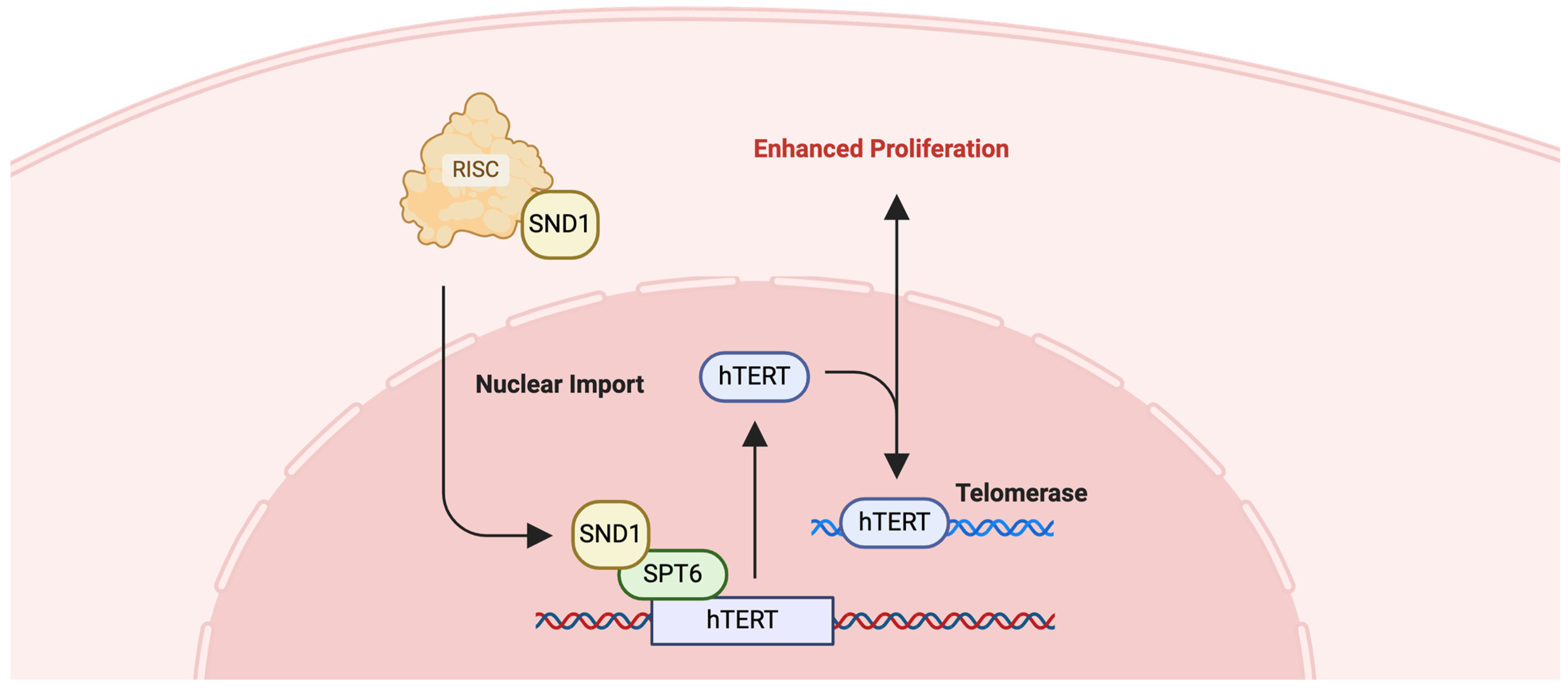 Ijms 25 06403 g009 Ijms 25 06403 g009