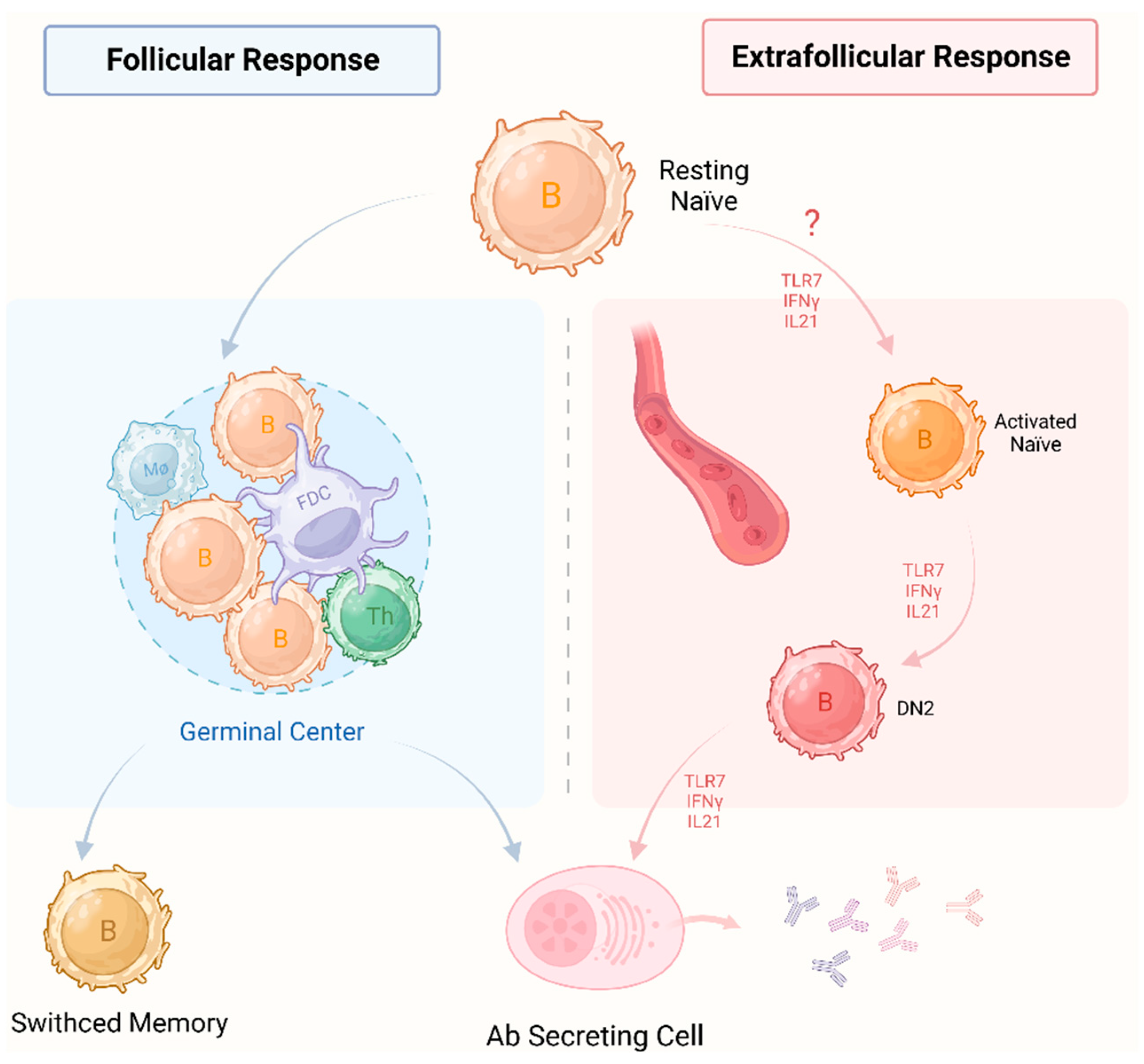 Ijms 25 06528 g001 Ijms 25 06528 g001