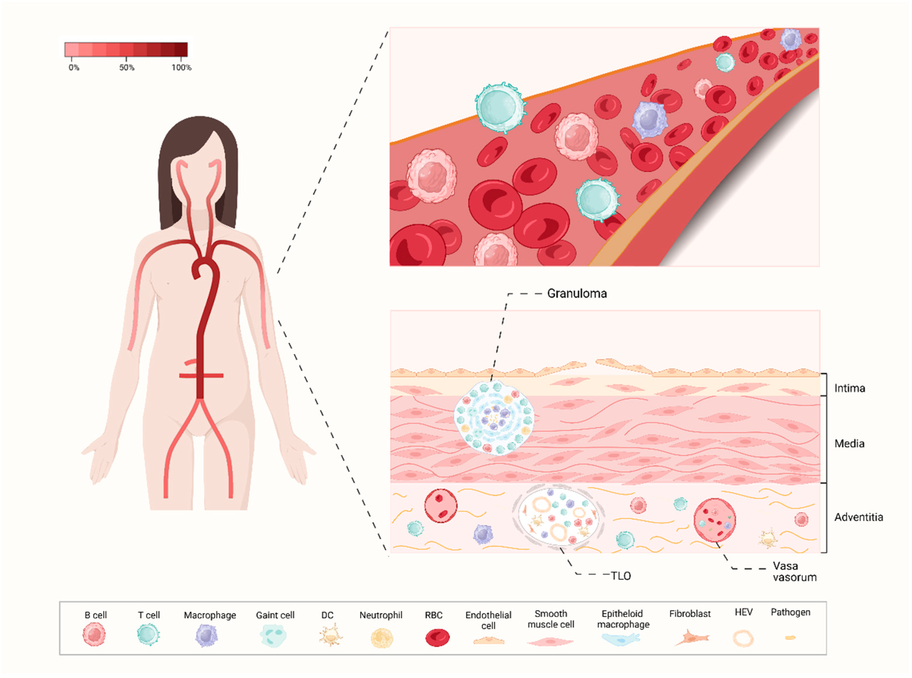 Ijms 25 06528 g002 Ijms 25 06528 g002