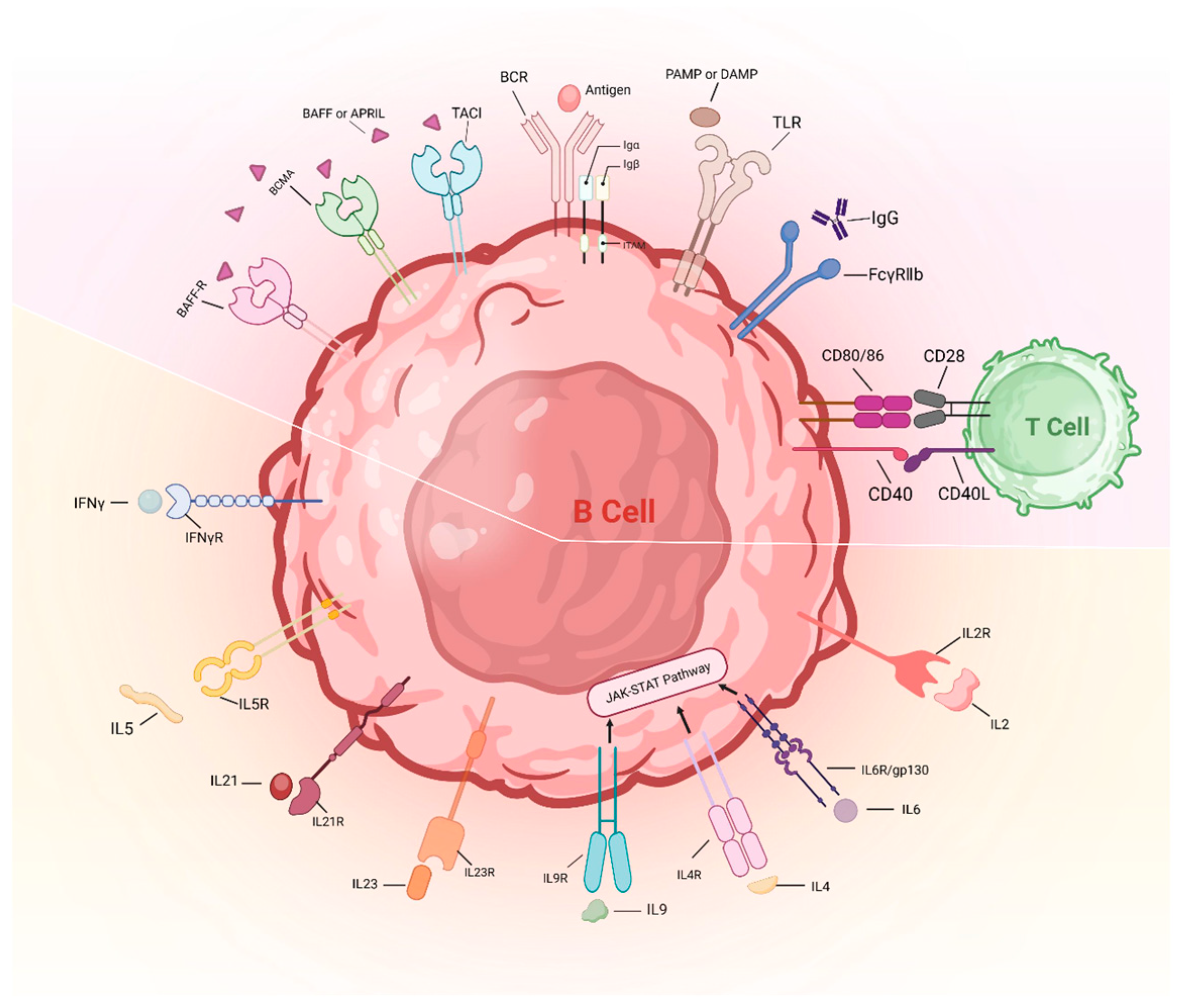 Ijms 25 06528 g003 Ijms 25 06528 g003