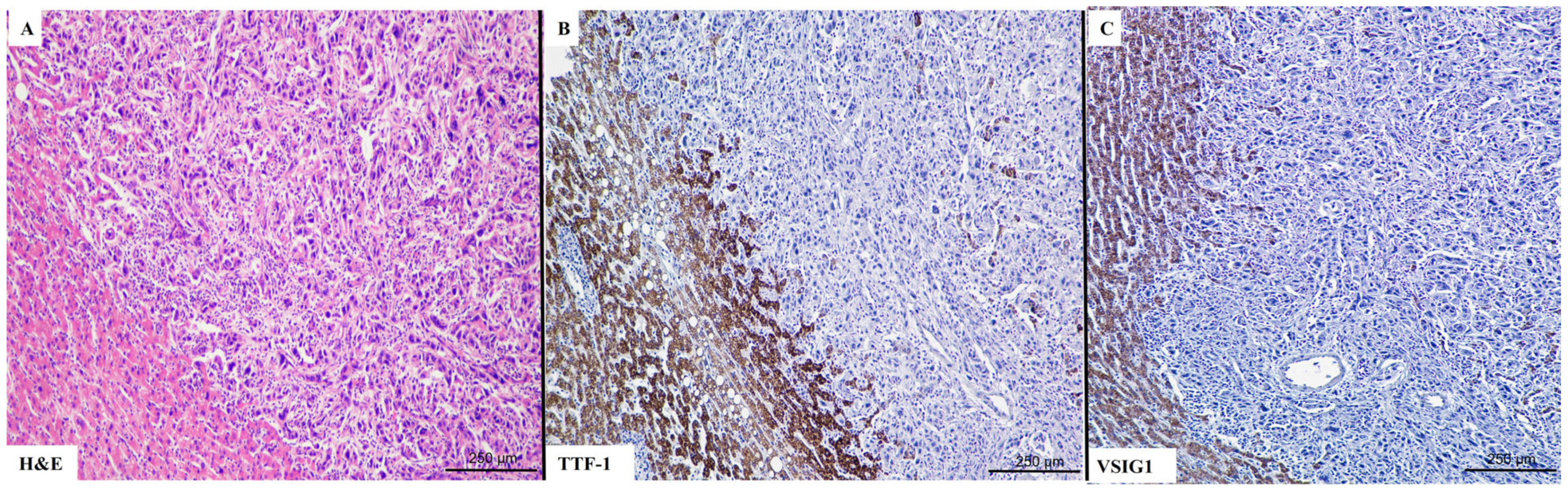 Ijms 25 06588 g002 Ijms 25 06588 g002