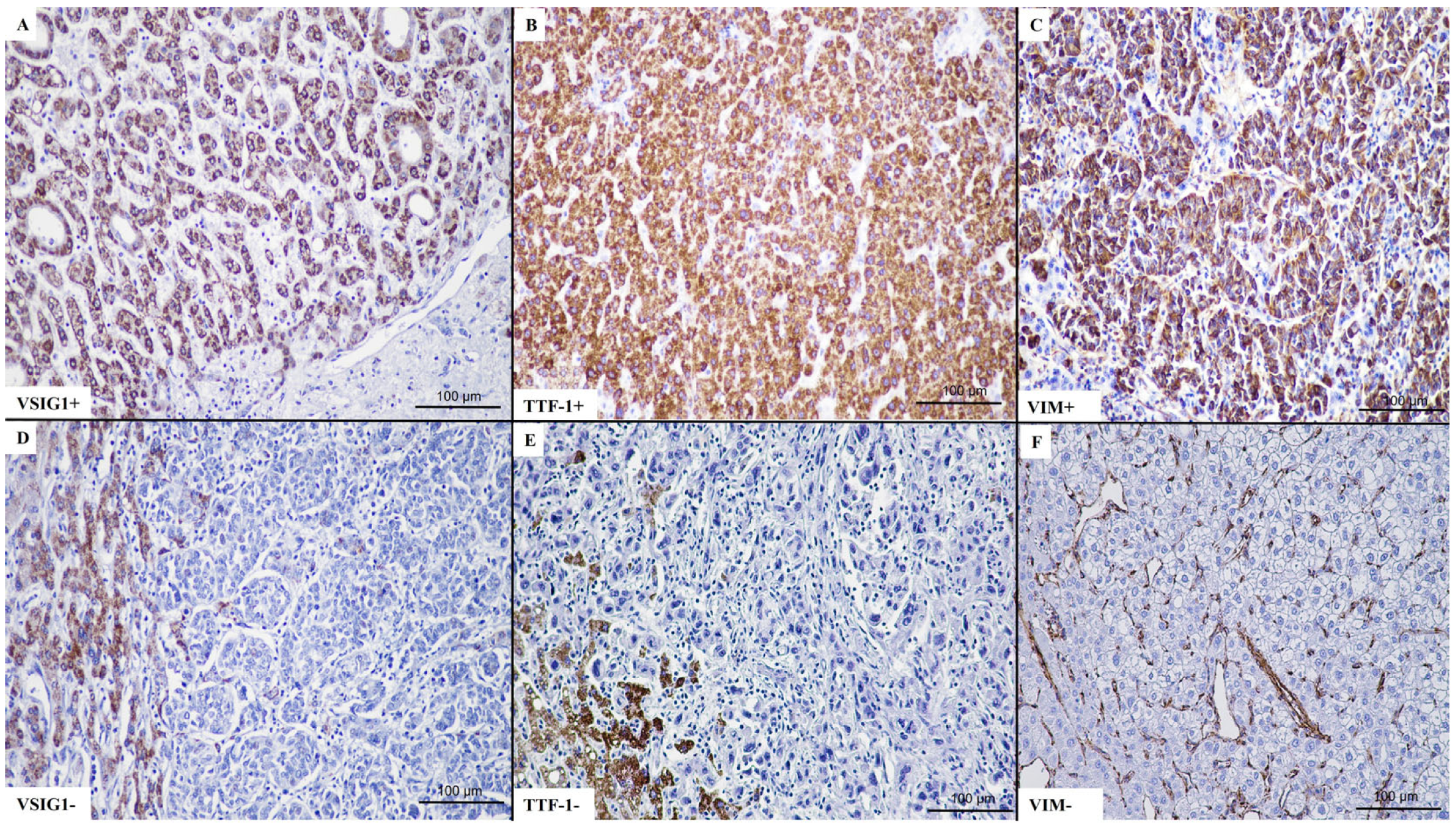 Ijms 25 06588 g005 Ijms 25 06588 g005