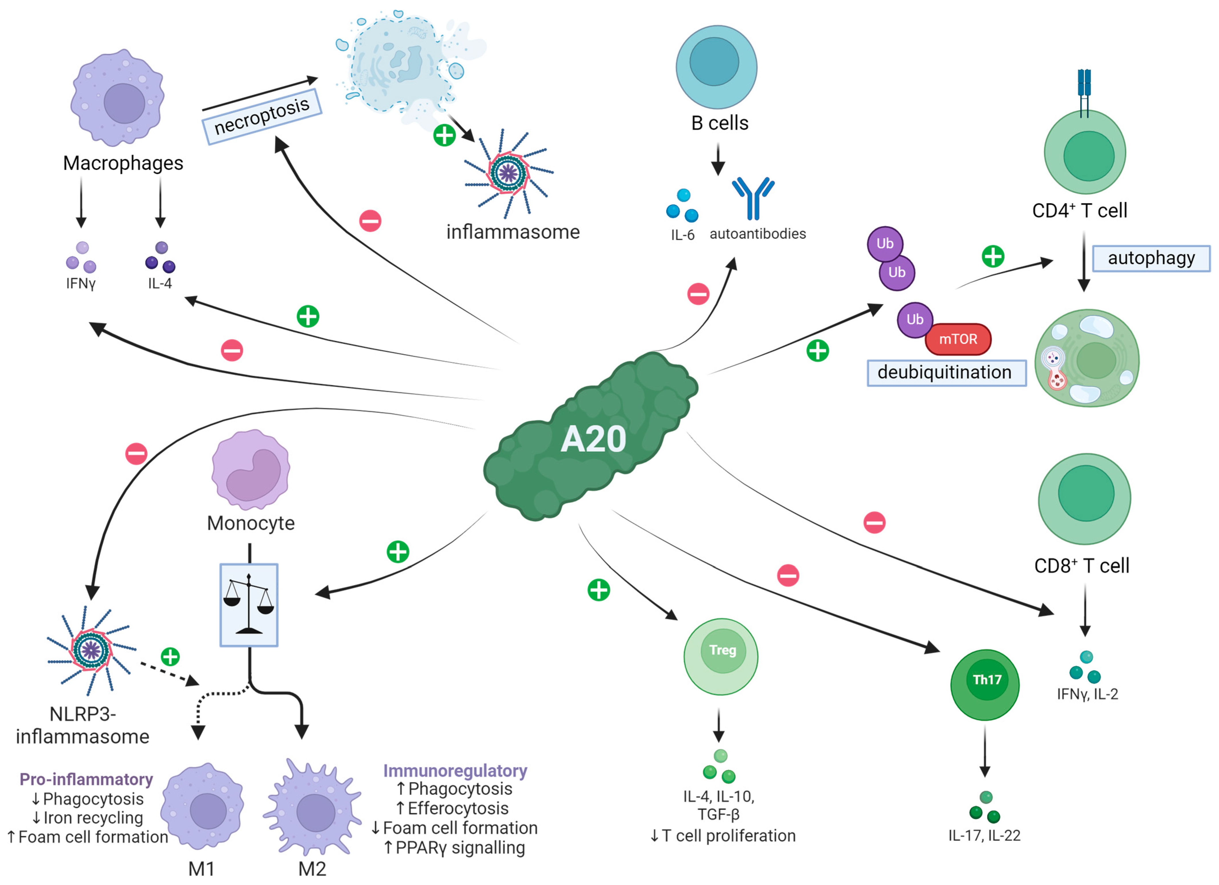 Ijms 25 06628 g002 Ijms 25 06628 g002