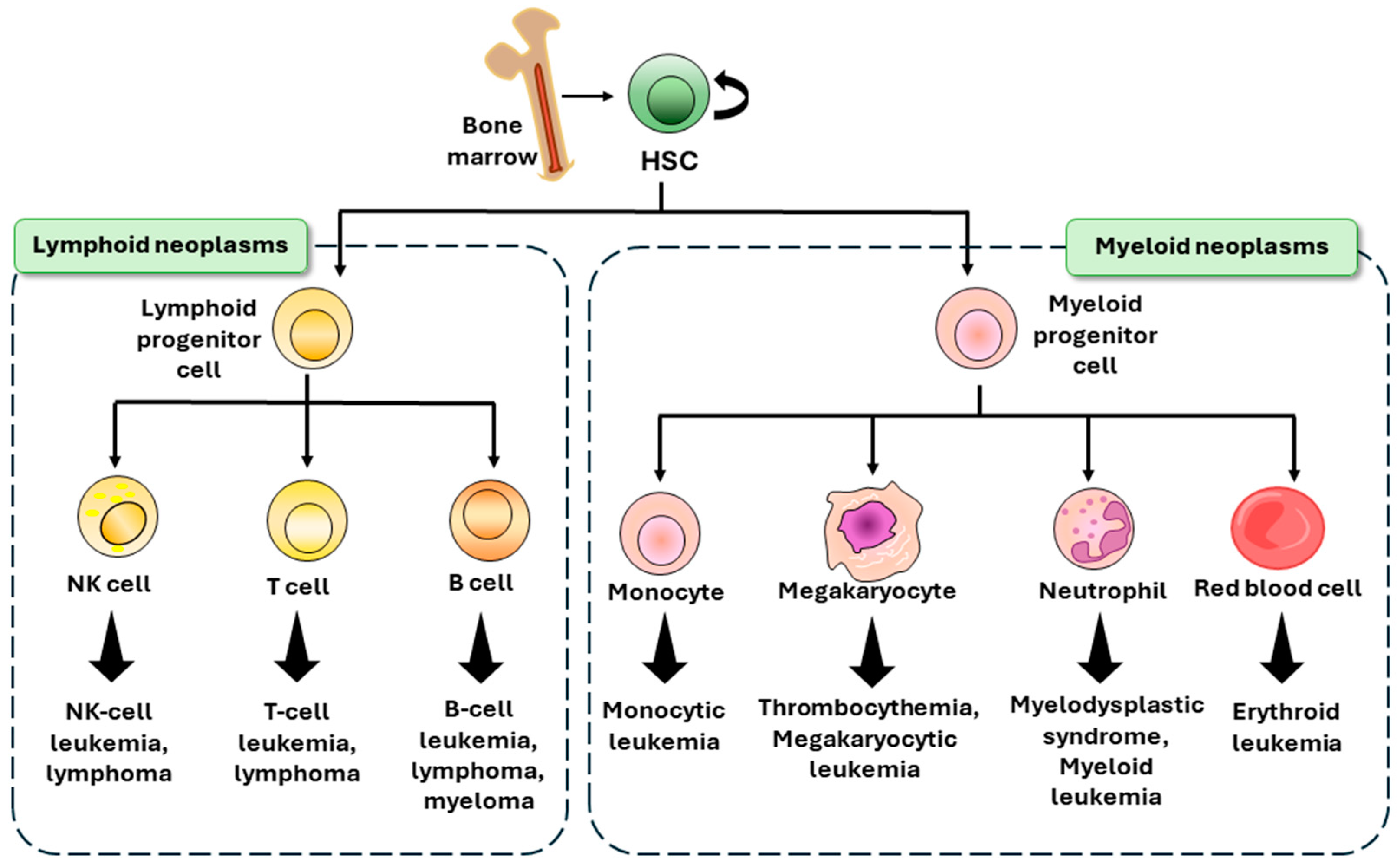 Ijms 25 06639 g001 Ijms 25 06639 g001